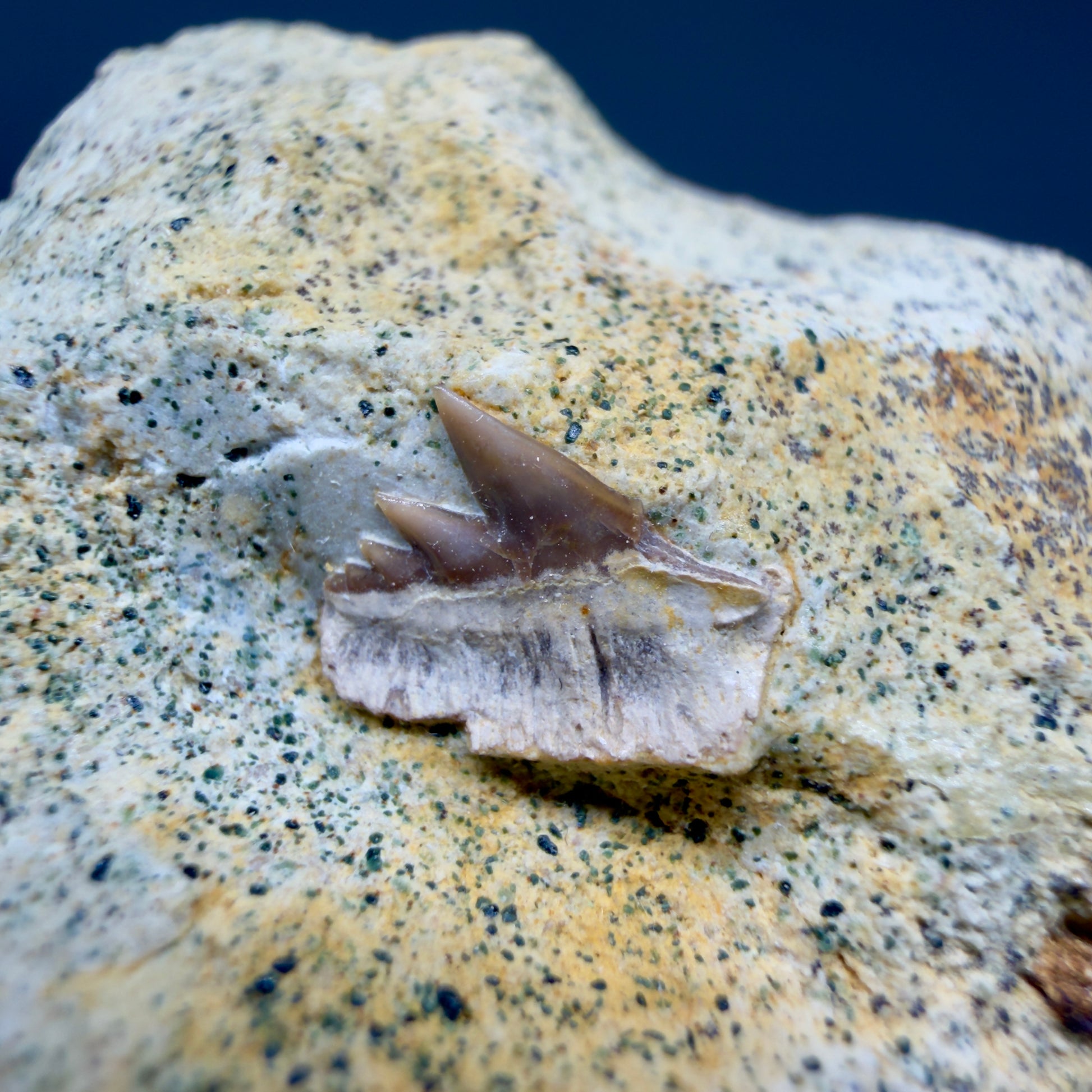 Front View Rare Crassodontidanus serratus Fossil Cow Shark Tooth in Matrix – Late Jurassic, Poland (0.36”) R623 - 1