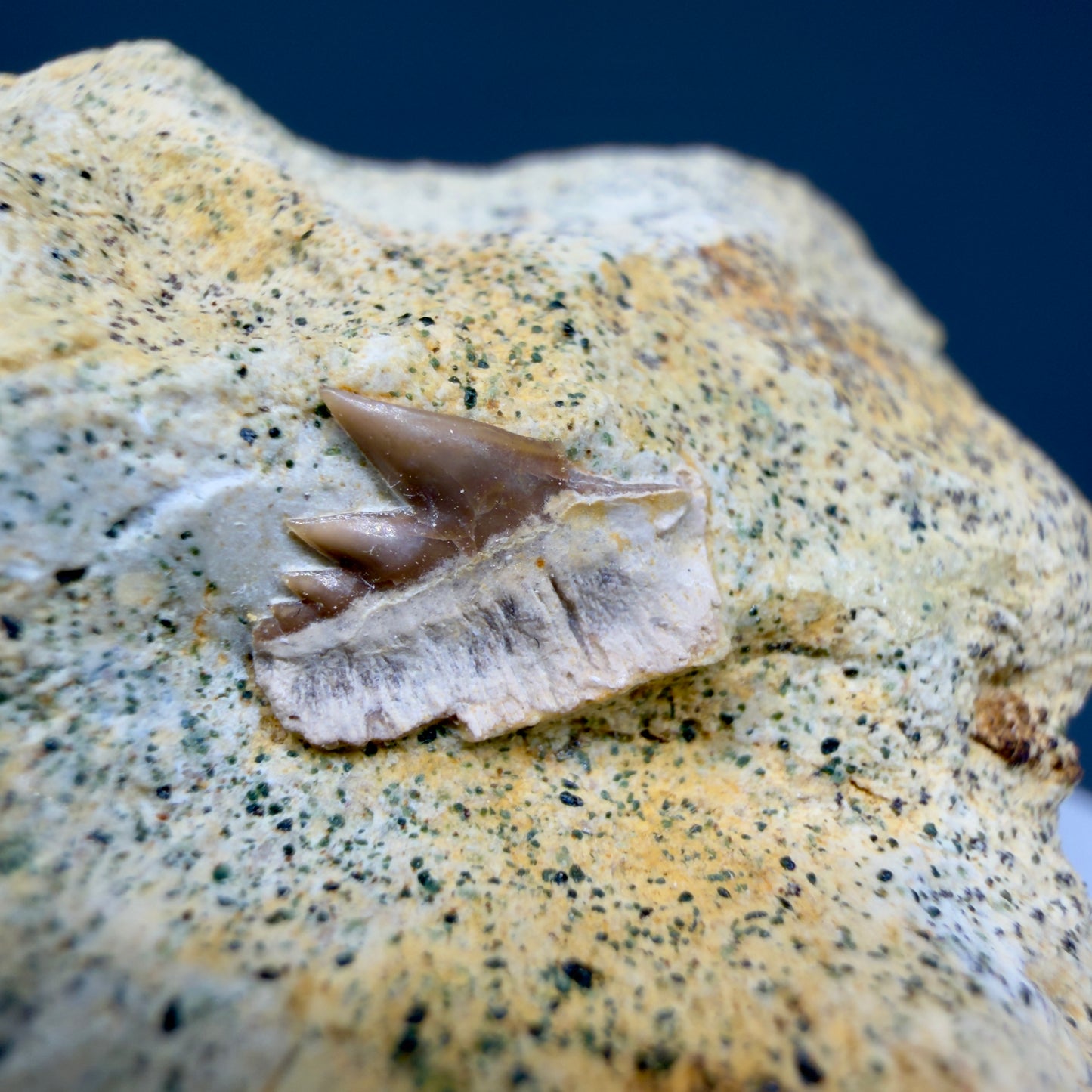 Front View Rare Crassodontidanus serratus Fossil Cow Shark Tooth in Matrix – Late Jurassic, Poland (0.36”) R623  - 2