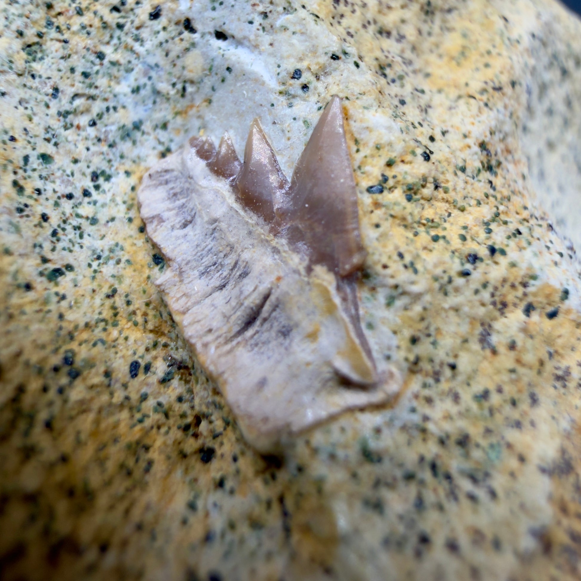 Front View Rare Crassodontidanus serratus Fossil Cow Shark Tooth in Matrix – Late Jurassic, Poland (0.36”) R623 - 3
