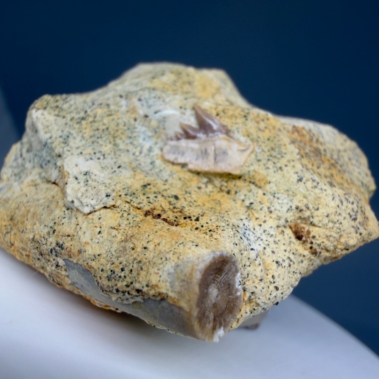 Front View Rare Crassodontidanus serratus Fossil Cow Shark Tooth in Matrix – Late Jurassic, Poland (0.36”) R623 - 4