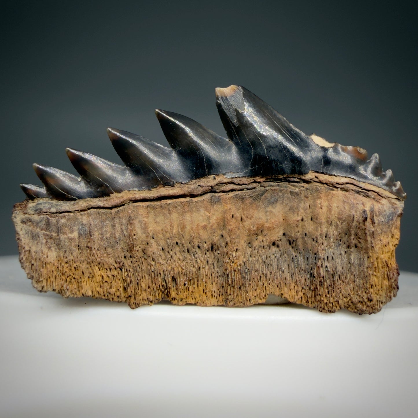 Back View Beautiful 1.23" wide Fossil Notidanodon lanceolatus - Extinct Cow Shark tooth from Russia - R622