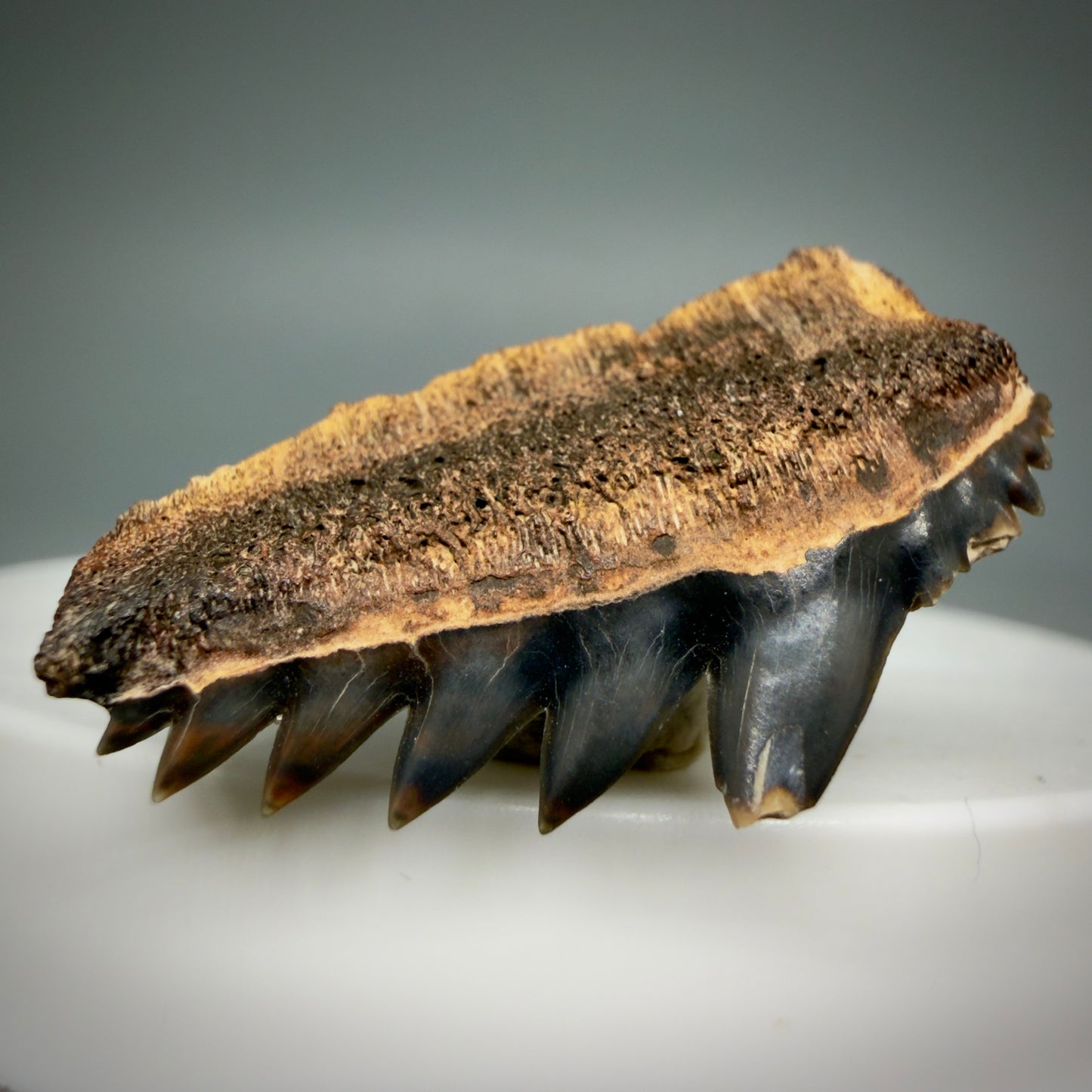 Front Left View Beautiful 1.23" wide Fossil Notidanodon lanceolatus - Extinct Cow Shark tooth from Russia - R622