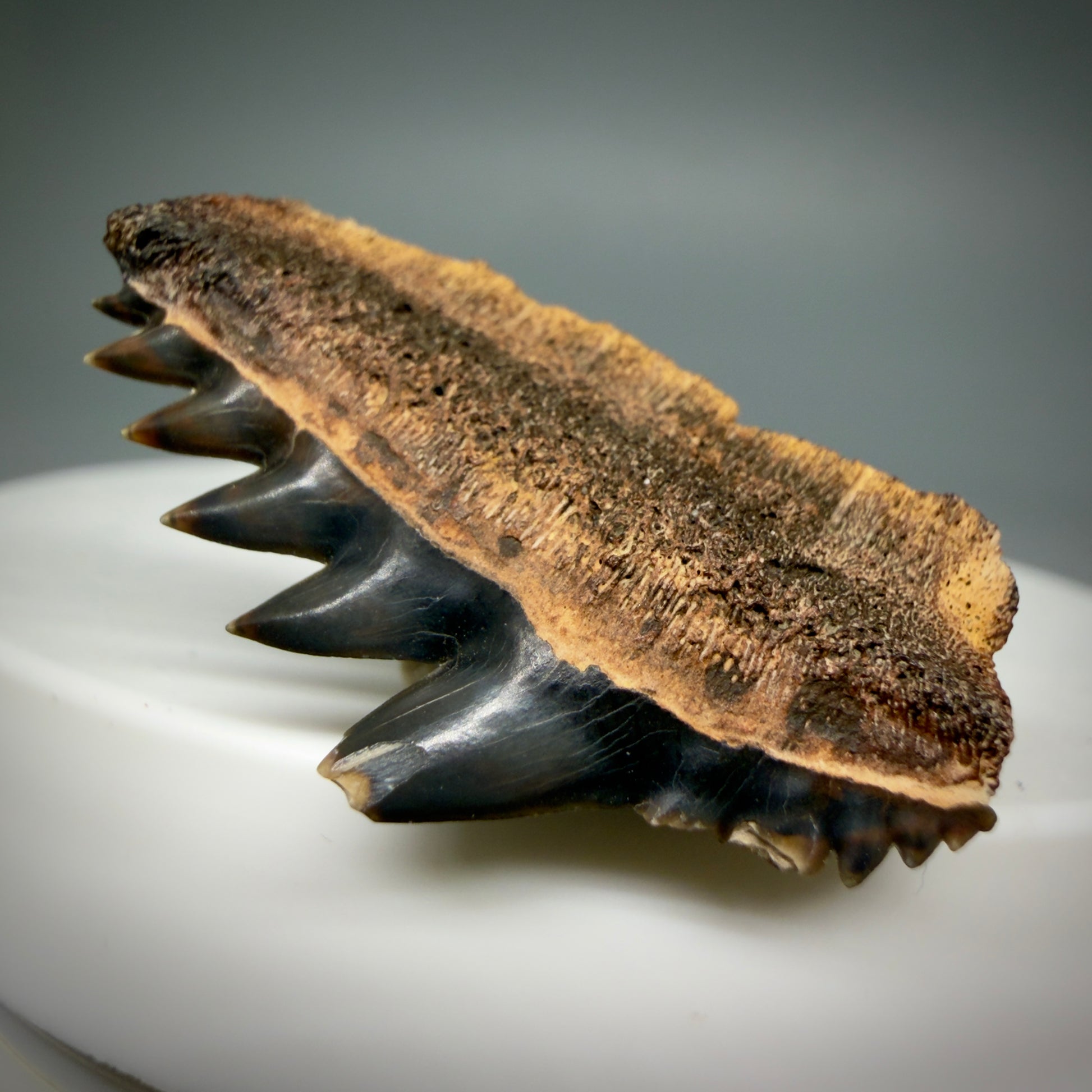 Front Right View Beautiful 1.23" wide Fossil Notidanodon lanceolatus - Extinct Cow Shark tooth from Russia - R622