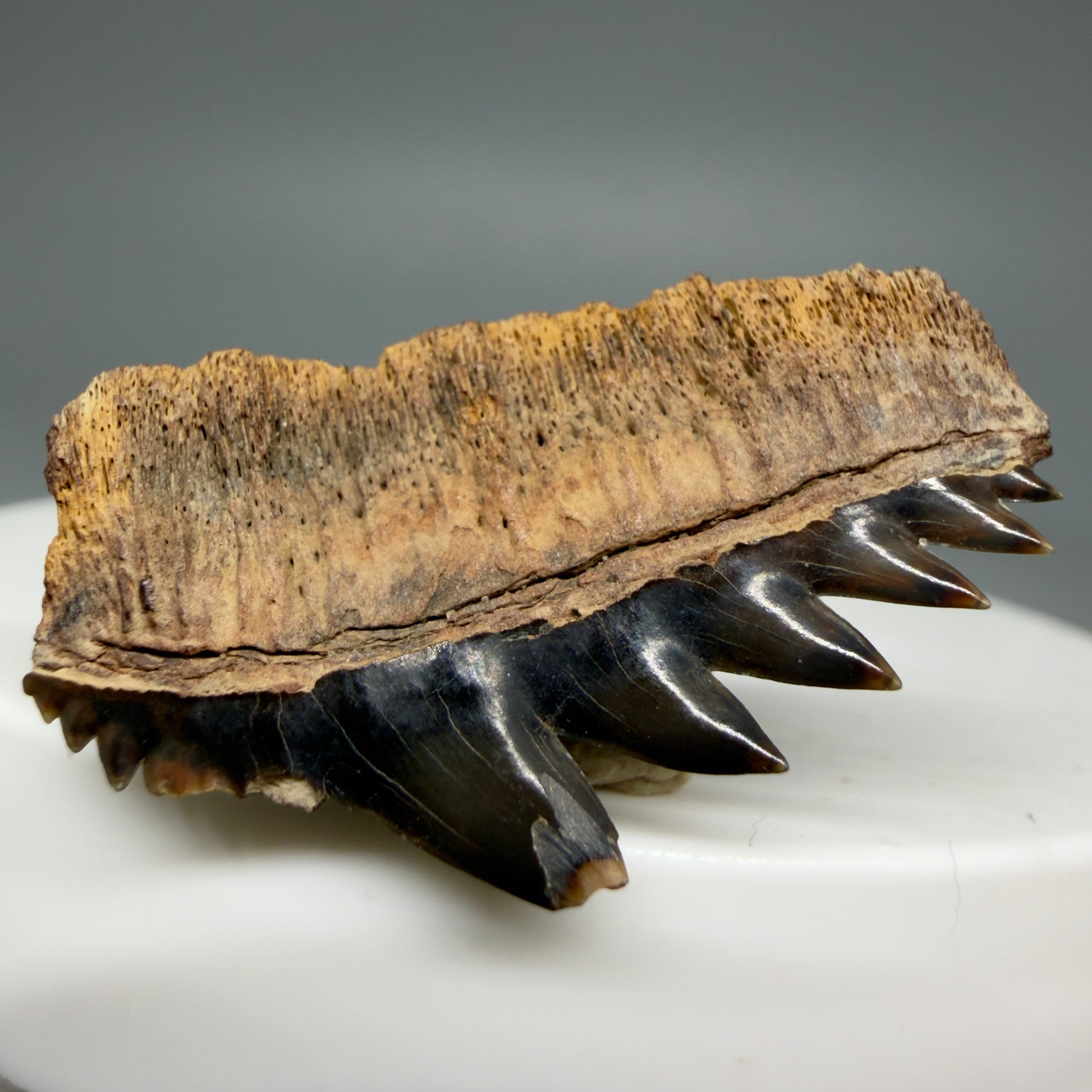 Back Left  View Beautiful 1.23" wide Fossil Notidanodon lanceolatus - Extinct Cow Shark tooth from Russia - R622
