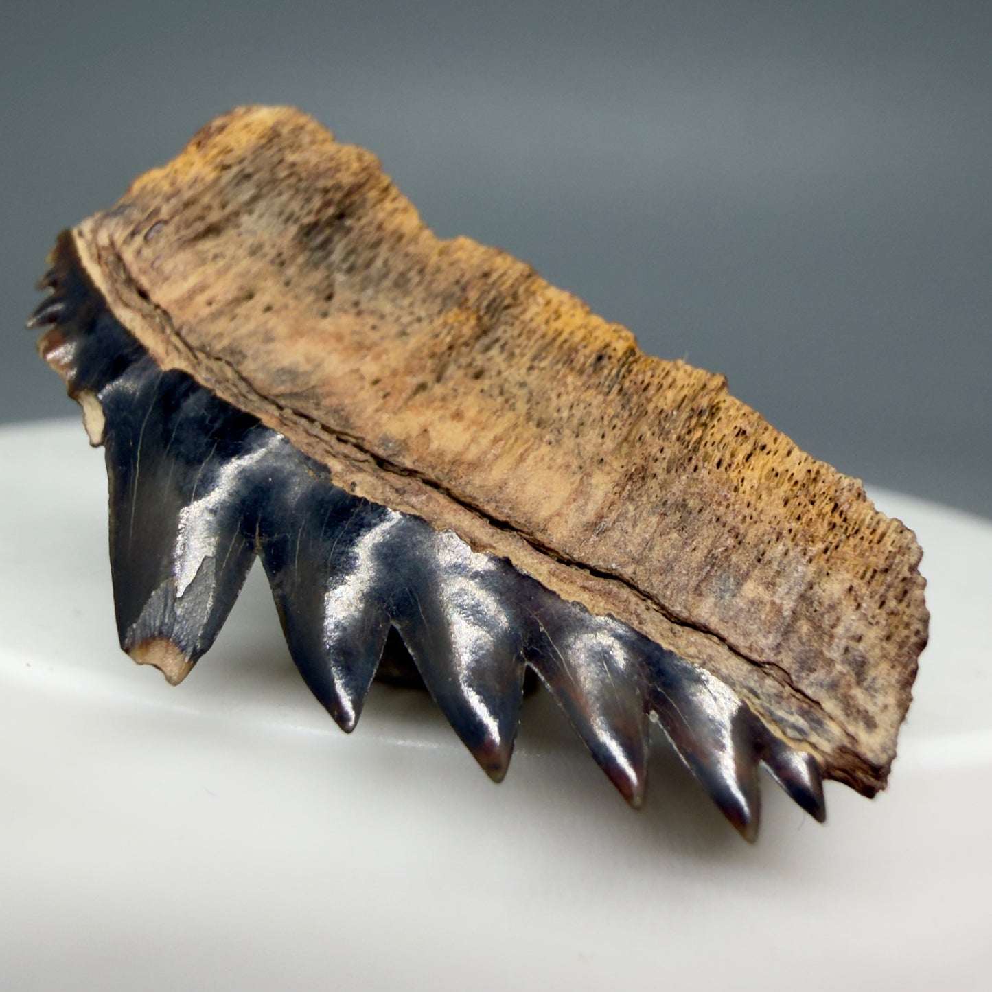 Right  Left  View Beautiful 1.23" wide Fossil Notidanodon lanceolatus - Extinct Cow Shark tooth from Russia - R622