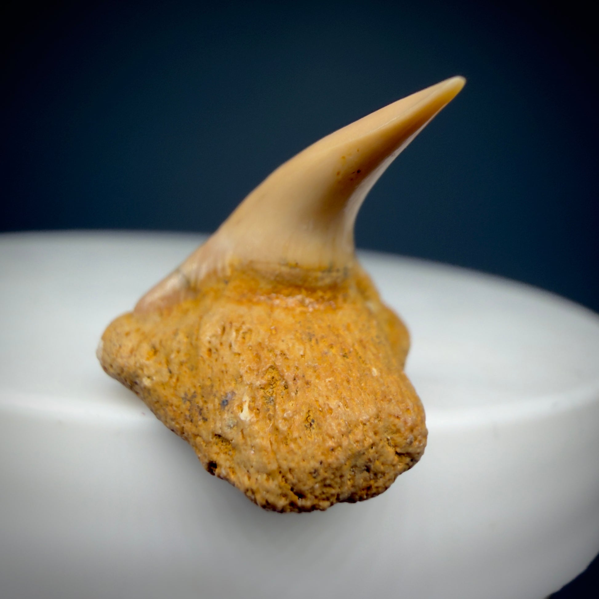 Front View Very Rare 0.81" Fossil Megachasma pelagios - Extinct Megamouth Tooth from Chile - R629 - 7