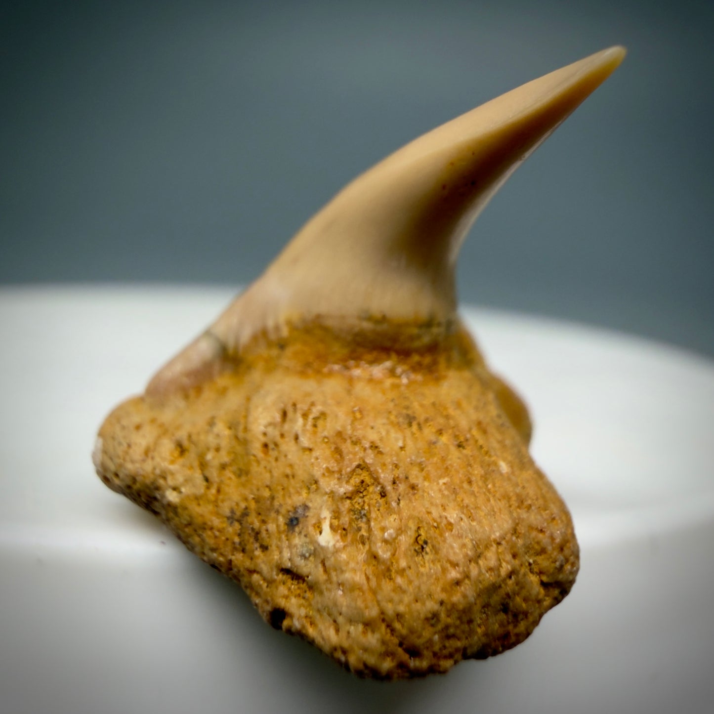 Front View Very Rare 0.81" Fossil Megachasma pelagios - Extinct Megamouth Tooth from Chile - R629 