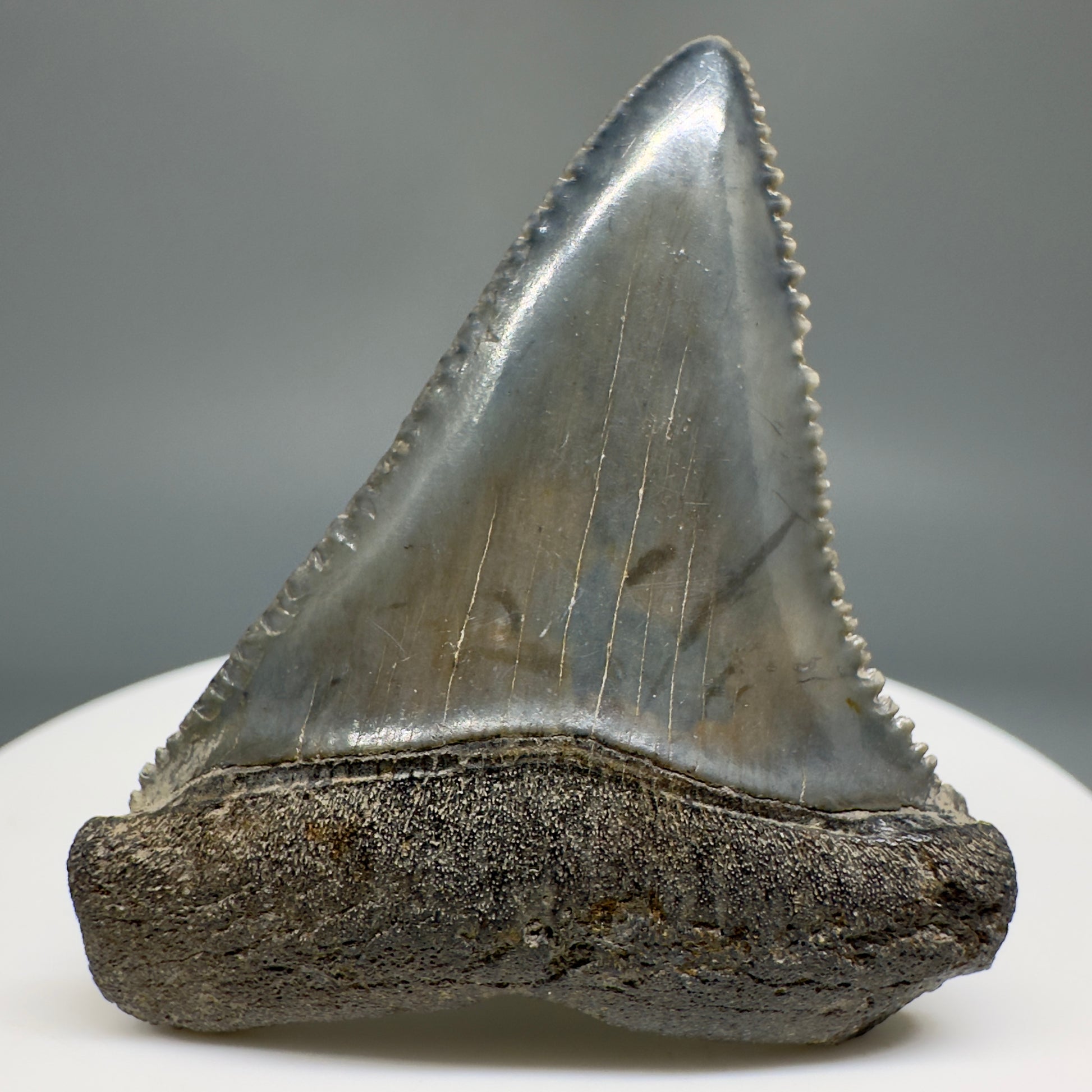 Gorgeous colors and prints 1.84" Fossil Great White Shark Tooth - South Carolina GW1214 - Front