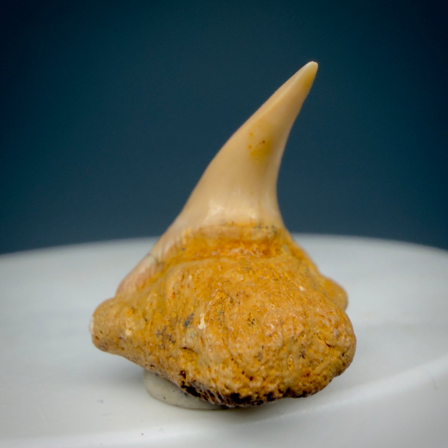 Front View Very Rare 0.81" Fossil Megachasma pelagios - Extinct Megamouth Tooth from Chile - R629 - 6