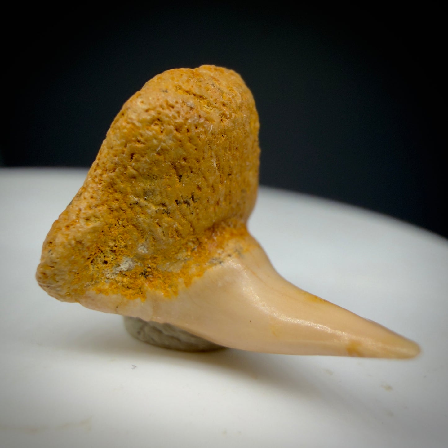 Front View Very Rare 0.81" Fossil Megachasma pelagios - Extinct Megamouth Tooth from Chile - R629 - 5
