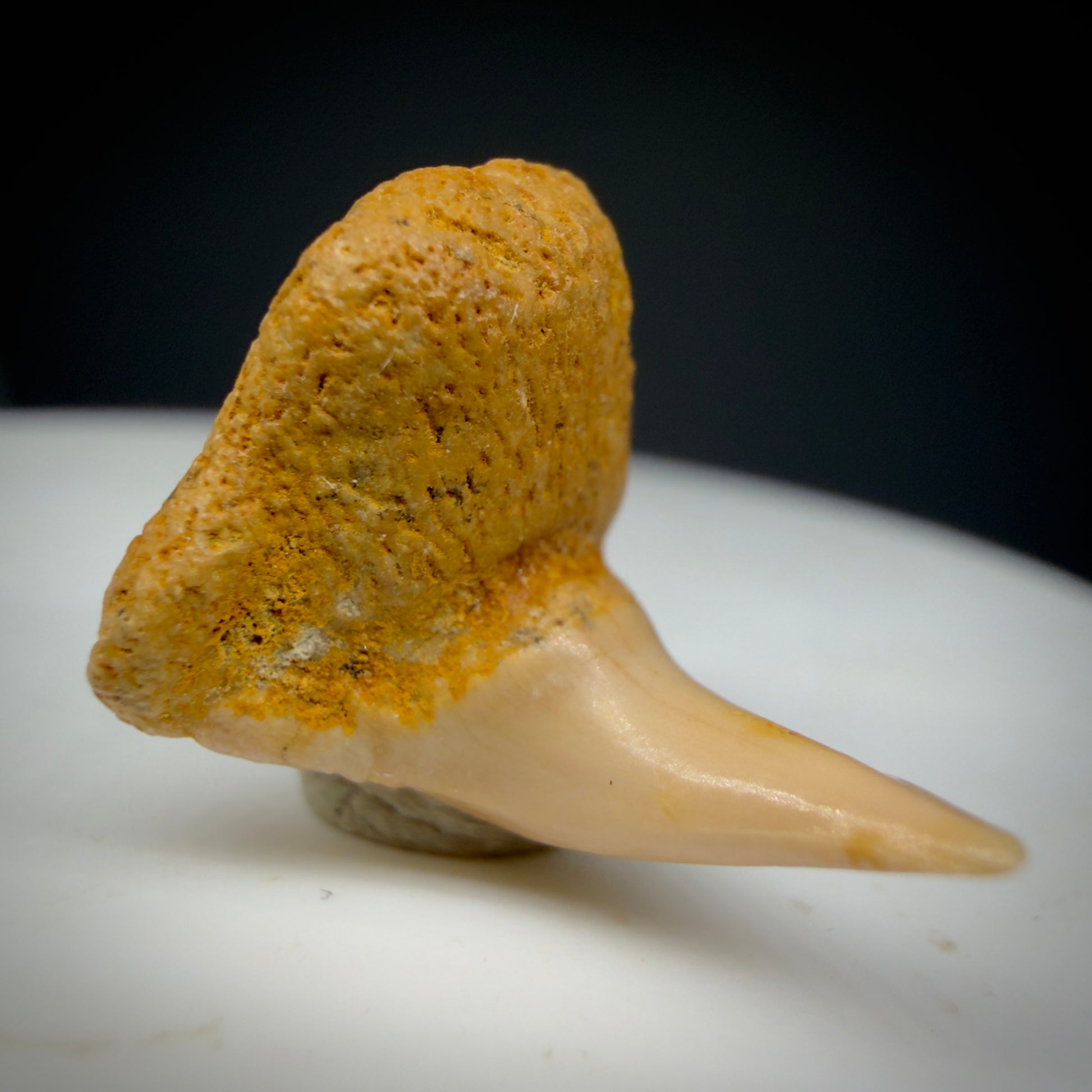 Front View Very Rare 0.81" Fossil Megachasma pelagios - Extinct Megamouth Tooth from Chile - R629 - 5