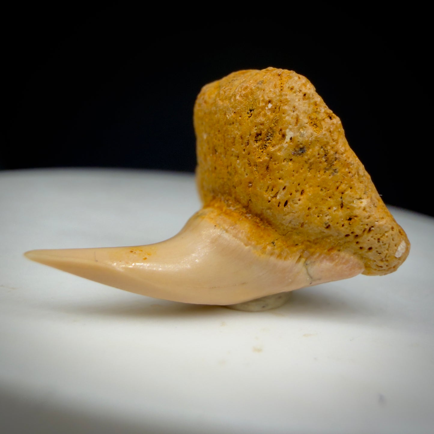 Front View Very Rare 0.81" Fossil Megachasma pelagios - Extinct Megamouth Tooth from Chile - R629 