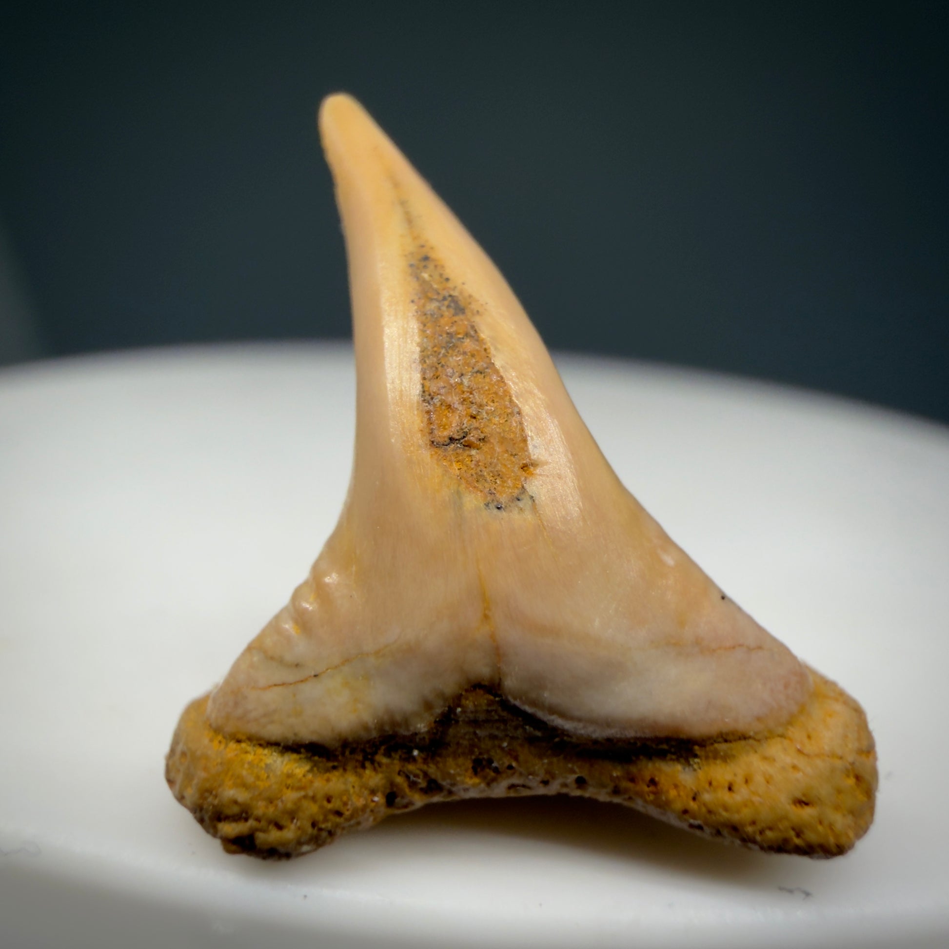 Back View Very Rare 0.81" Fossil Megachasma pelagios - Extinct Megamouth Tooth from Chile - R629 