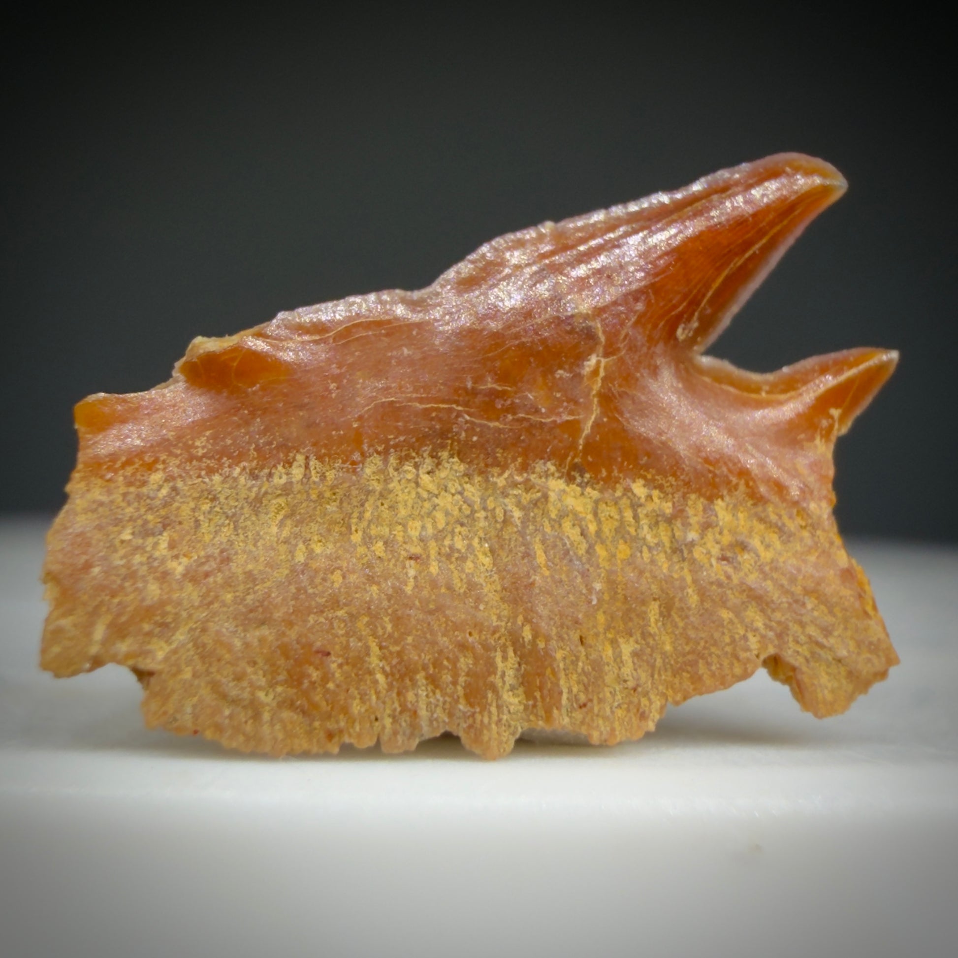 Back View Rare, gorgeous 0.51" Fossil Echinorhinus blakei - Bramble Shark Tooth - Chile R628