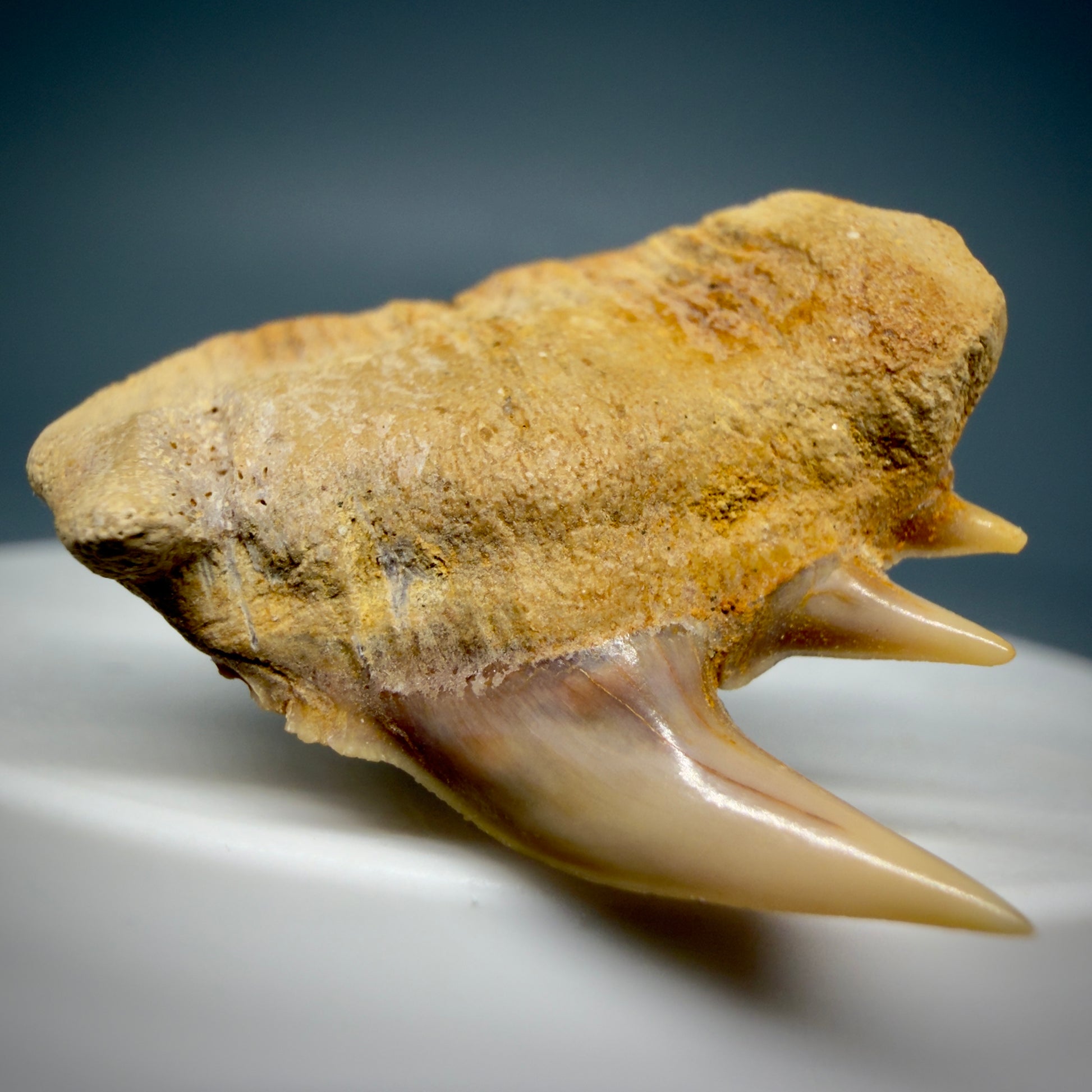 Front Left View Beautiful 1.14" long Fossil Hexanchus gigas - Sixgill Cow Shark tooth from Chile R627 