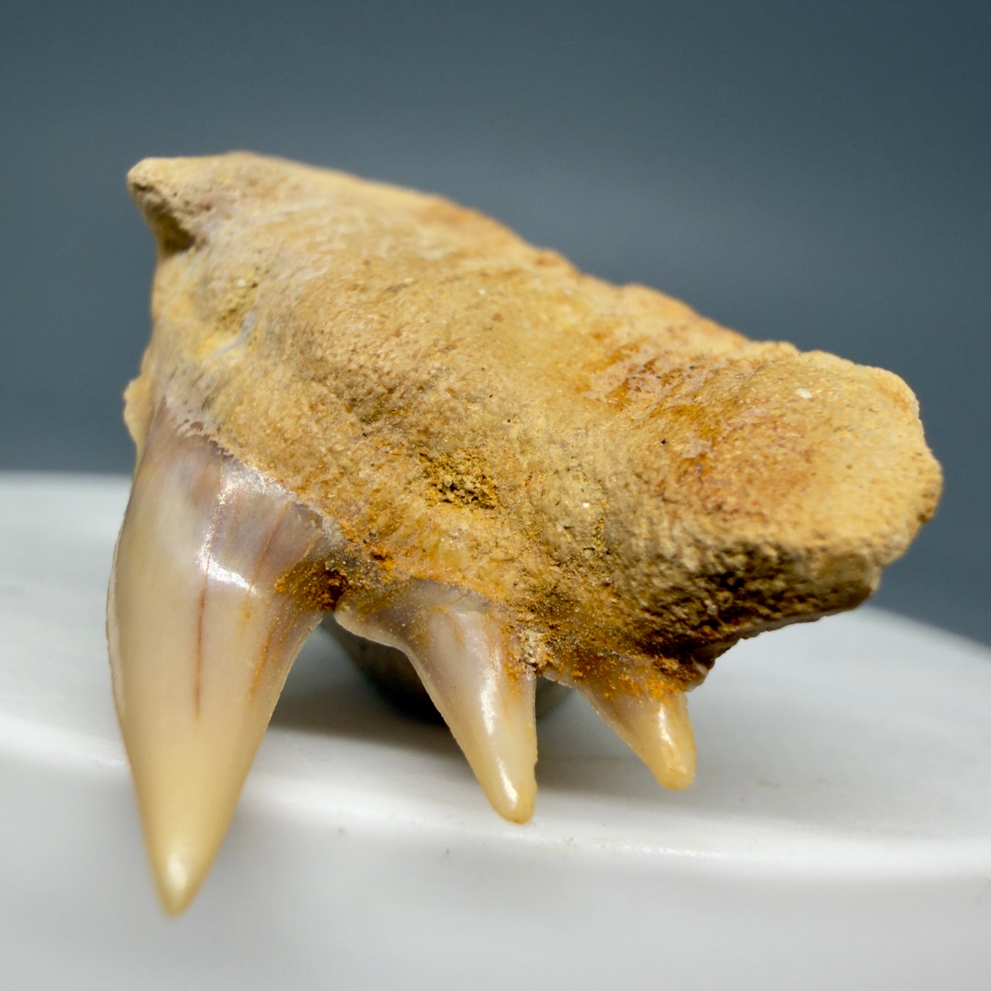 Front Right View Beautiful 1.14" long Fossil Hexanchus gigas - Sixgill Cow Shark tooth from Chile R627