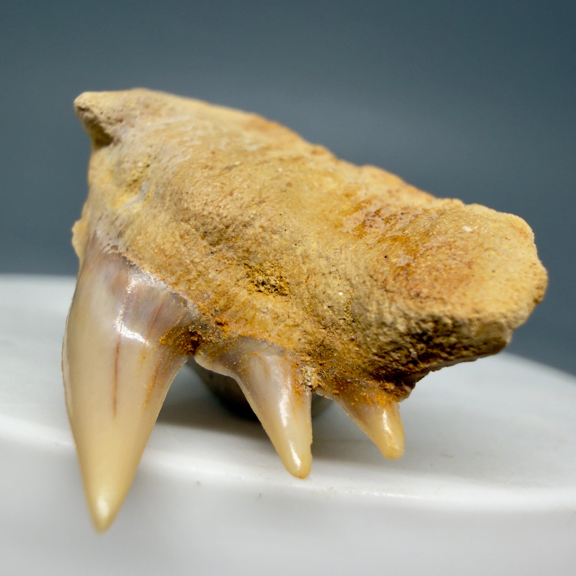 Front Right View Beautiful 1.14" long Fossil Hexanchus gigas - Sixgill Cow Shark tooth from Chile R627