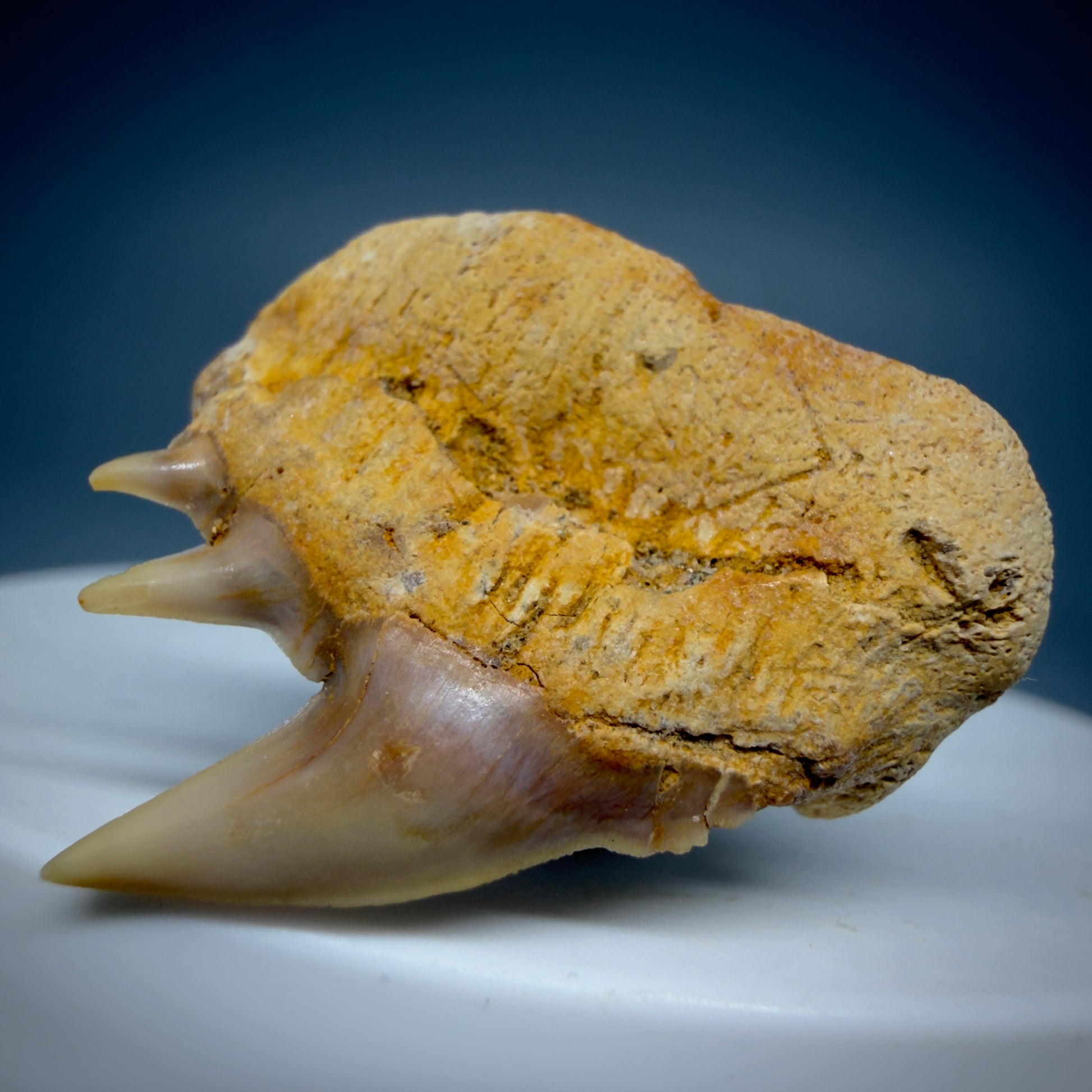 Back Right View Beautiful 1.14" long Fossil Hexanchus gigas - Sixgill Cow Shark tooth from Chile R627