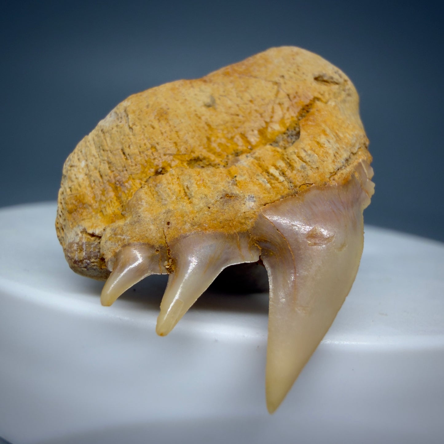 Back Left View Beautiful 1.14" long Fossil Hexanchus gigas - Sixgill Cow Shark tooth from Chile R627