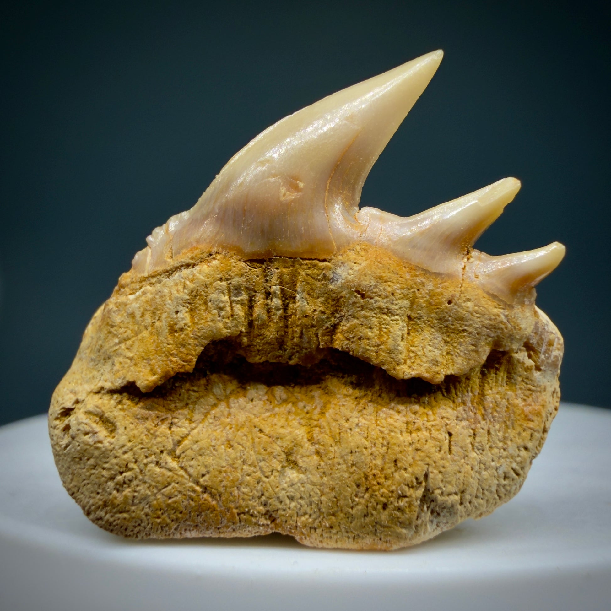 Back  View Beautiful 1.14" long Fossil Hexanchus gigas - Sixgill Cow Shark tooth from Chile R627