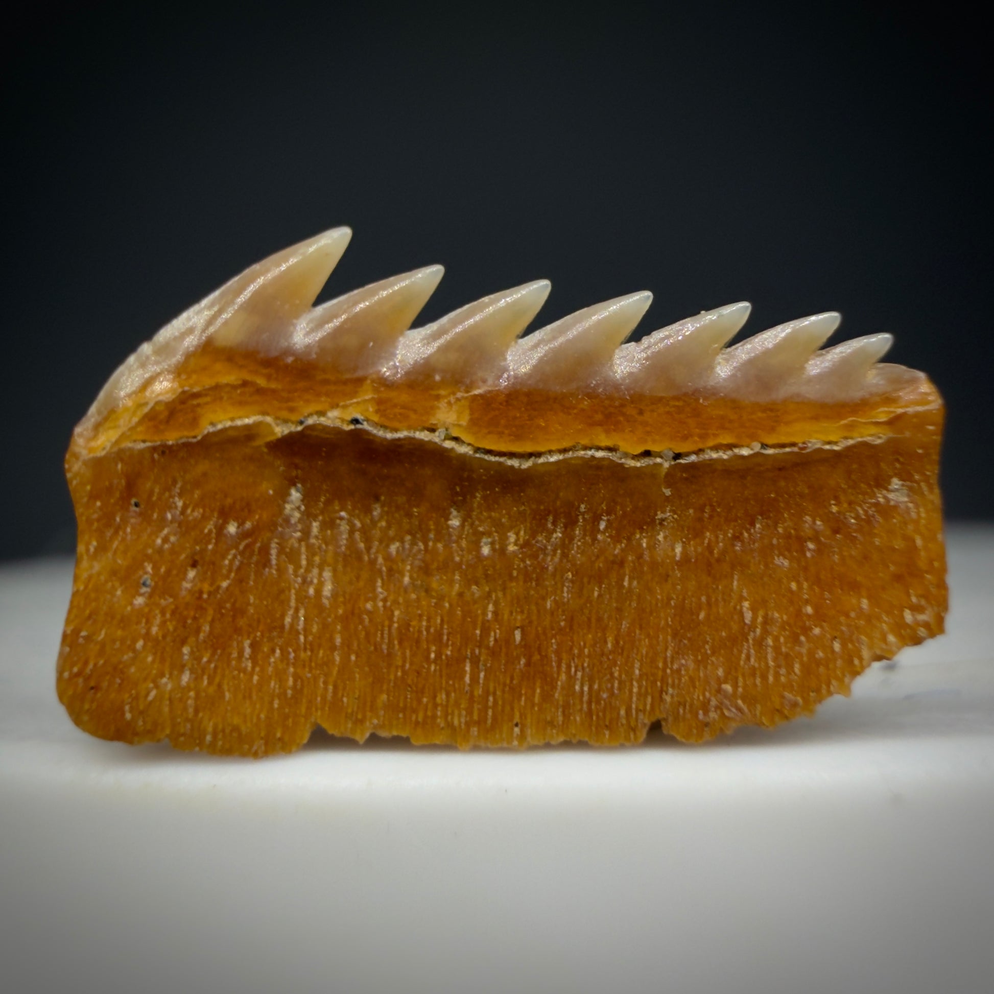 Back View Juvenile 0.61" wide Fossil Hexanchus gigas - Sixgill Cow Shark tooth from Chile R622