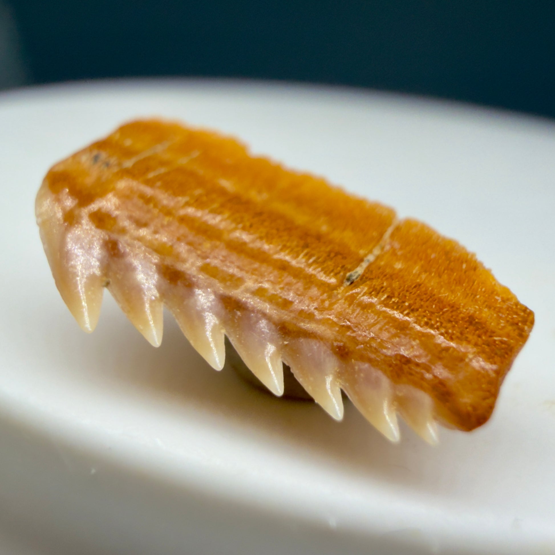 Front Right View Juvenile 0.61" wide Fossil Hexanchus gigas - Sixgill Cow Shark tooth from Chile R622