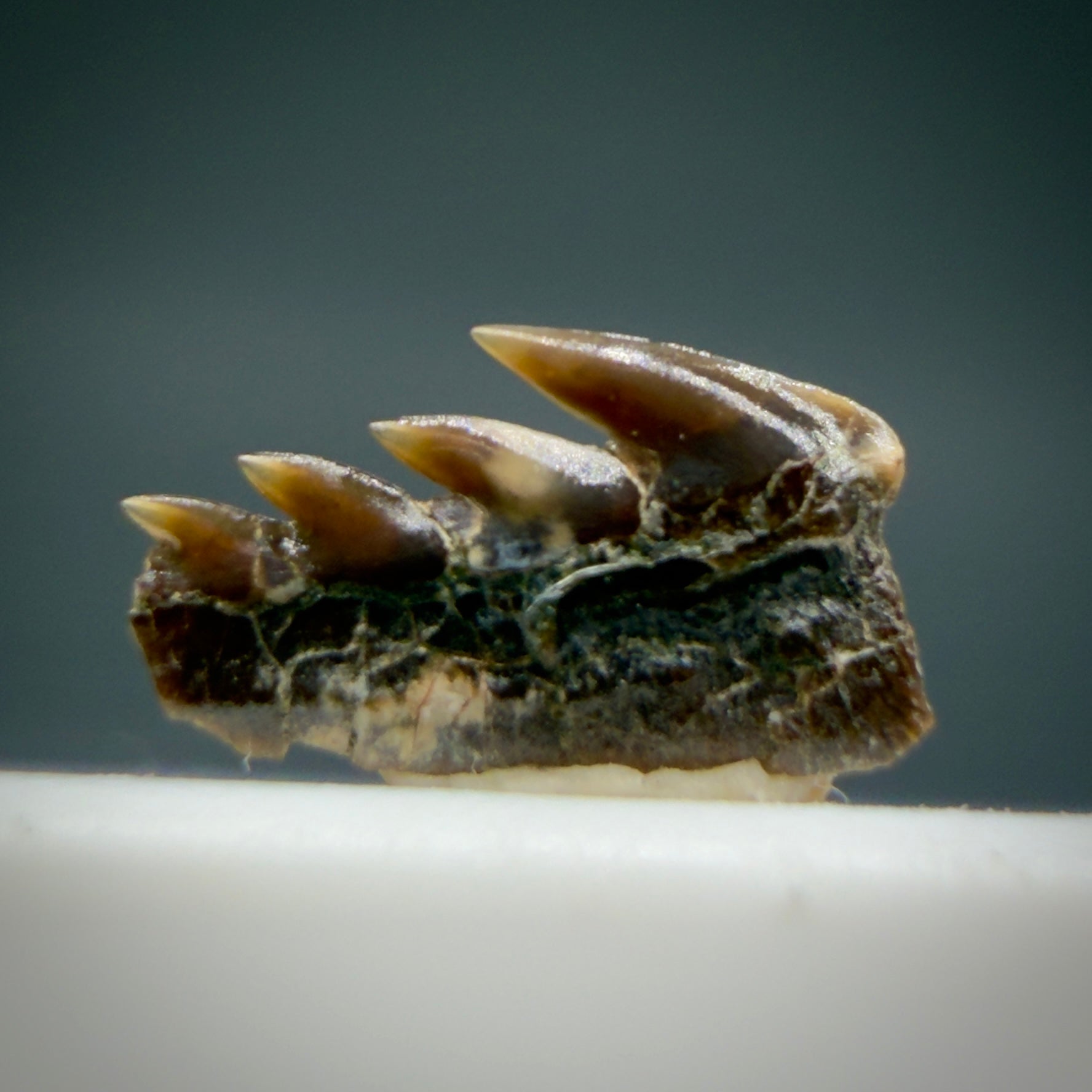 Back View Rare Hexanchus microdon 0.29” Fossil Cow Shark from Hornby Island, Canada (Upper Cretaceous) R624