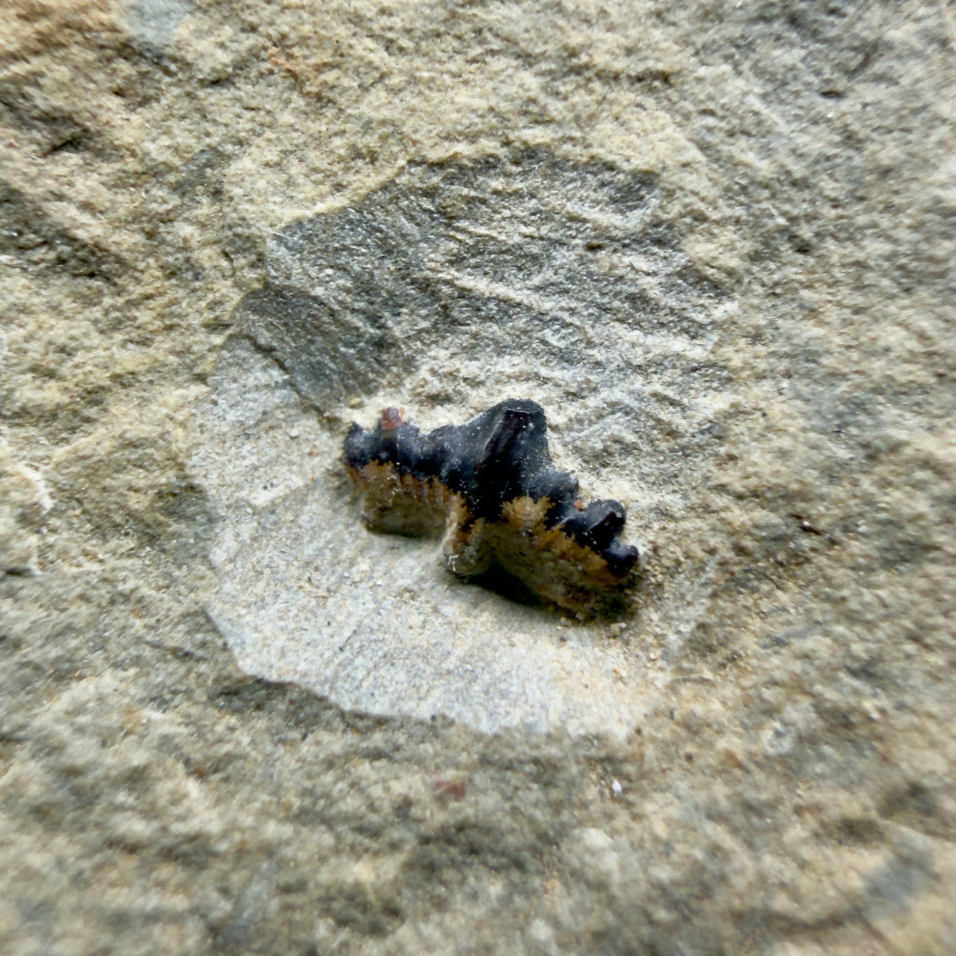 Front View In Matrix Fossil Ctenacanthus obruchevi- Extinct Ctenacanth Tooth - Russia R632 - 1