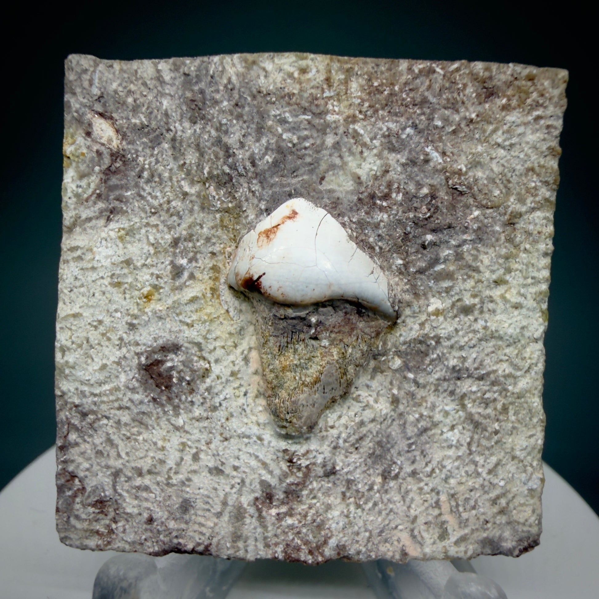 Front View Rare 0.93" Extinct Petalodont Shark Tooth- Texas - 300 million years old - 1