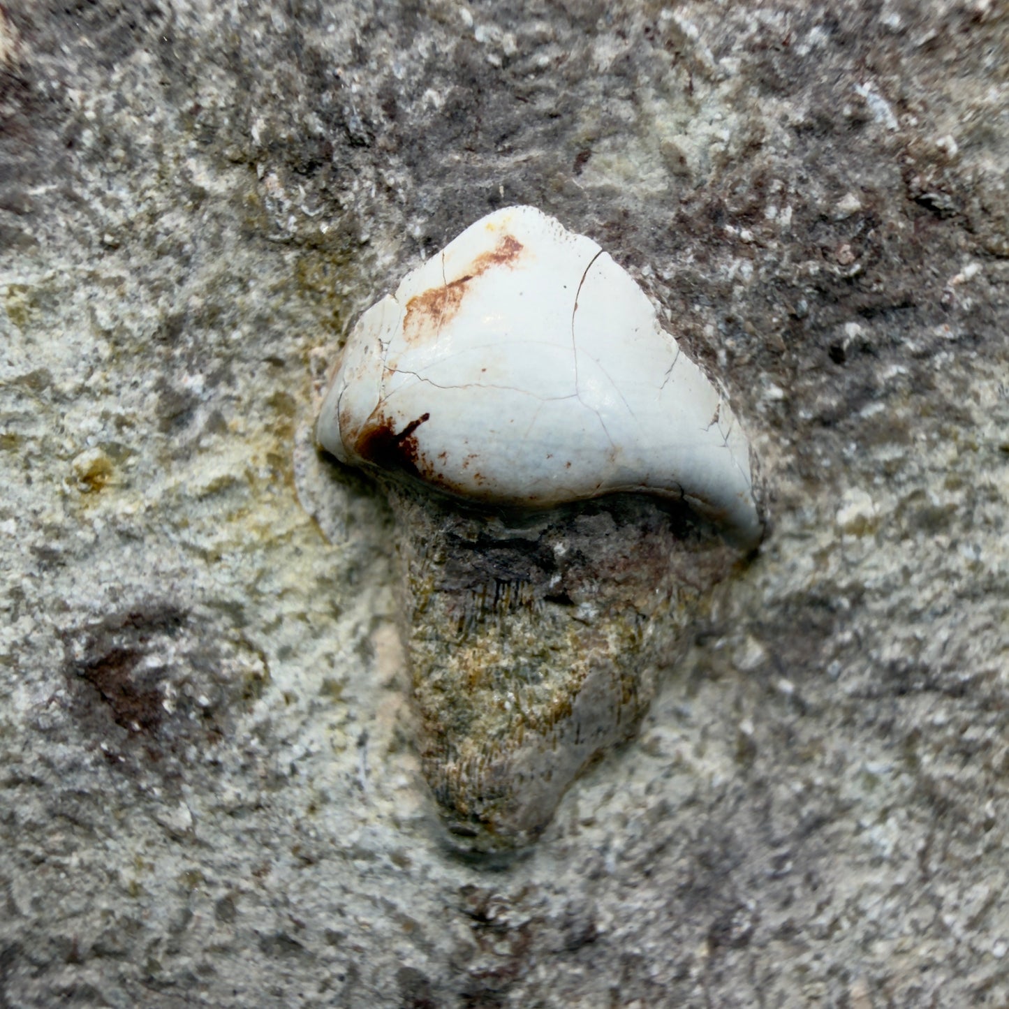 Front View Rare 0.93" Extinct Petalodont Shark Tooth- Texas - 300 million years old - 2