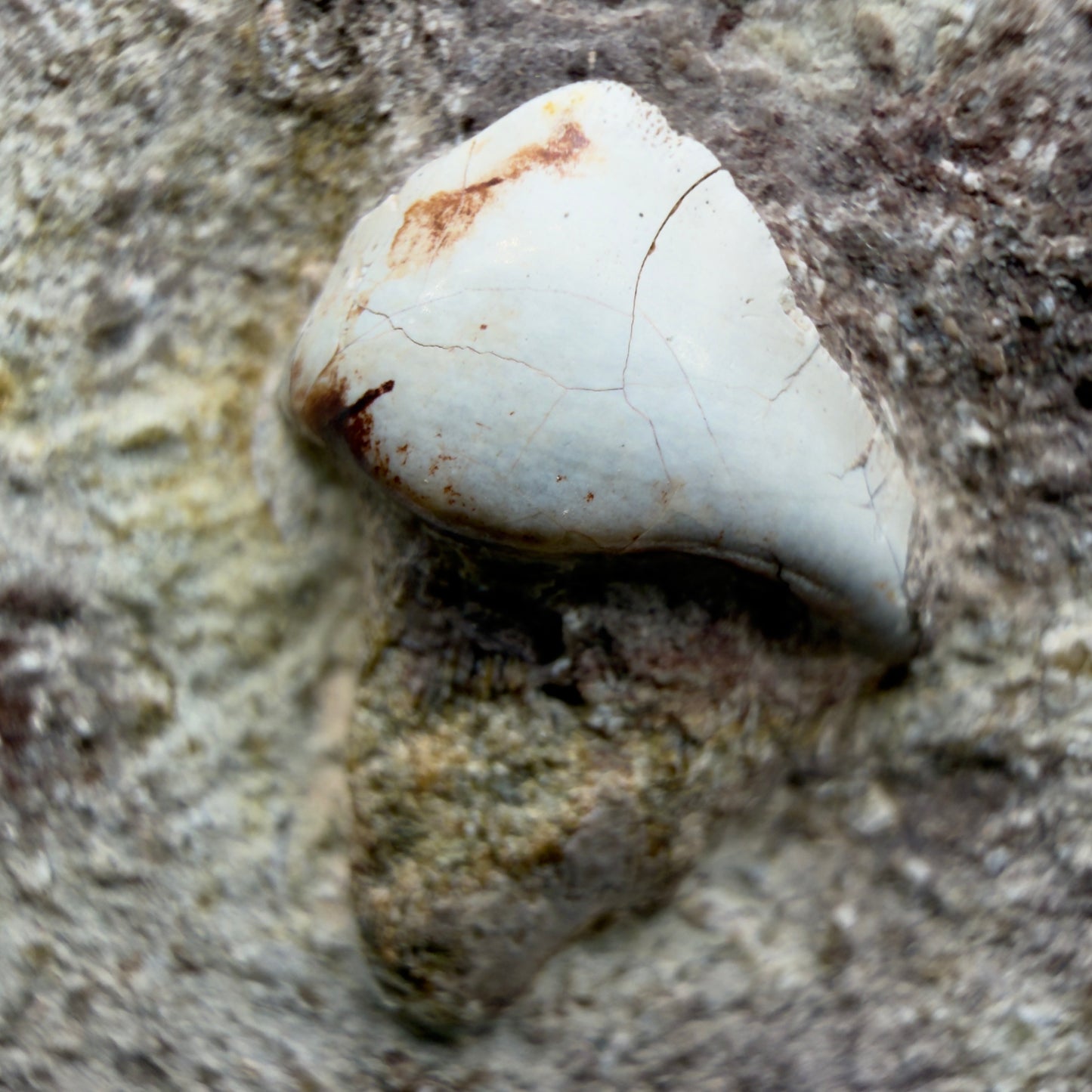 Front View Rare 0.93" Extinct Petalodont Shark Tooth- Texas - 300 million years old - 3