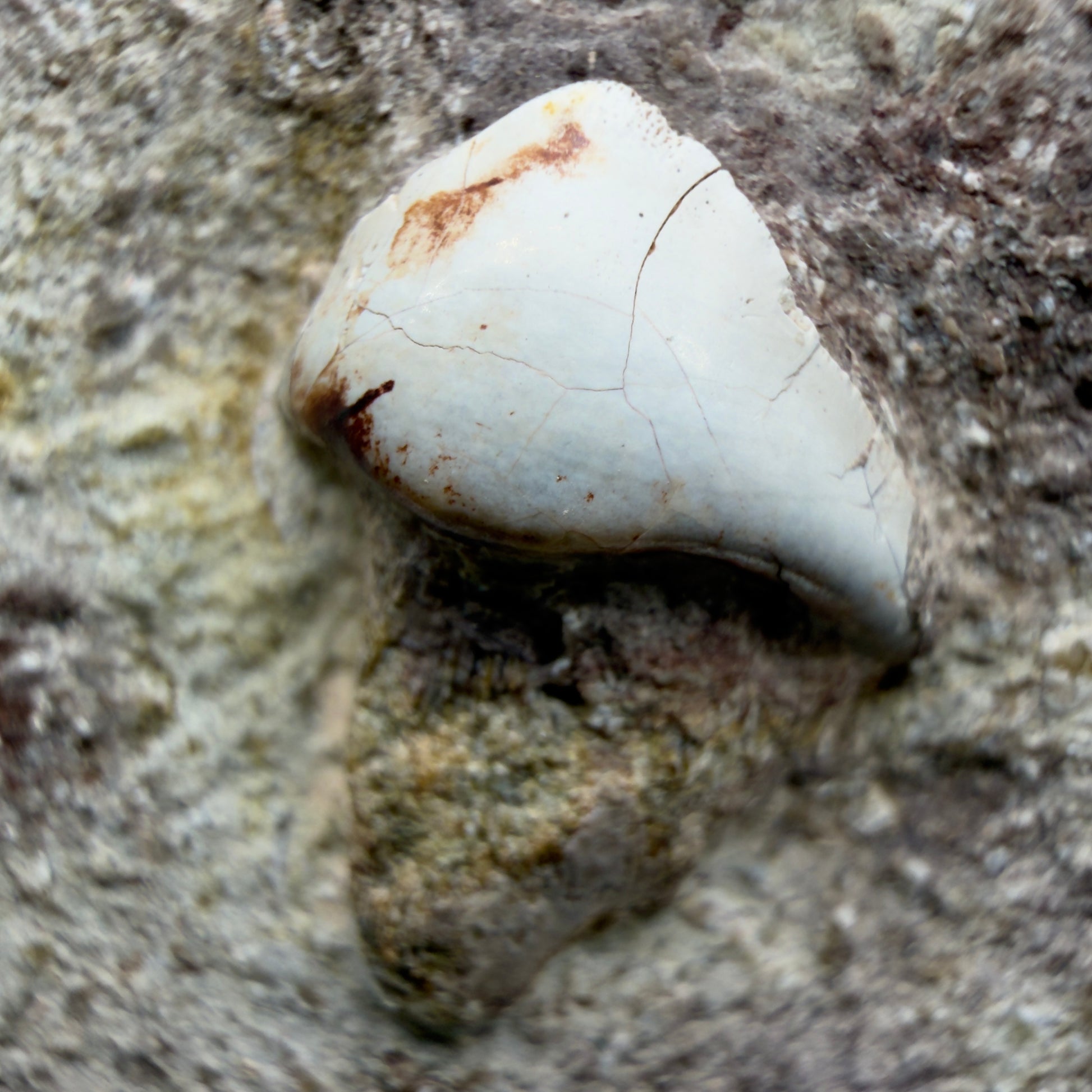 Front View Rare 0.93" Extinct Petalodont Shark Tooth- Texas - 300 million years old - 3
