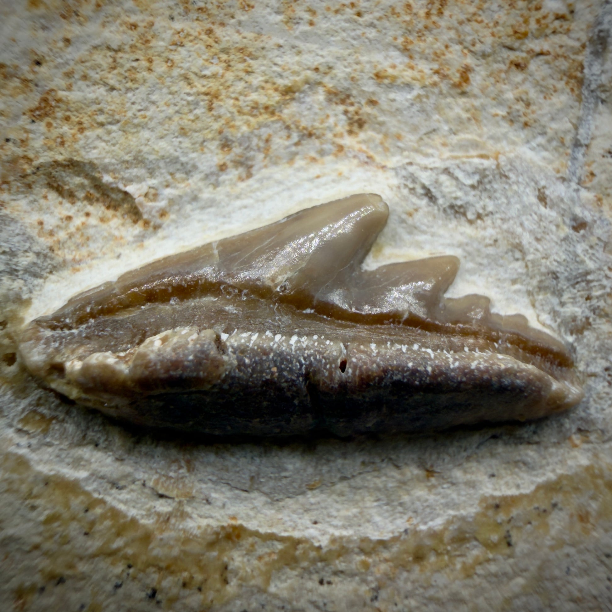 Front View Very rare, Jurassic 0.74" wide Fossil Notidanoides muensteri - Extinct Cow Shark Tooth - Germany R621 - 1