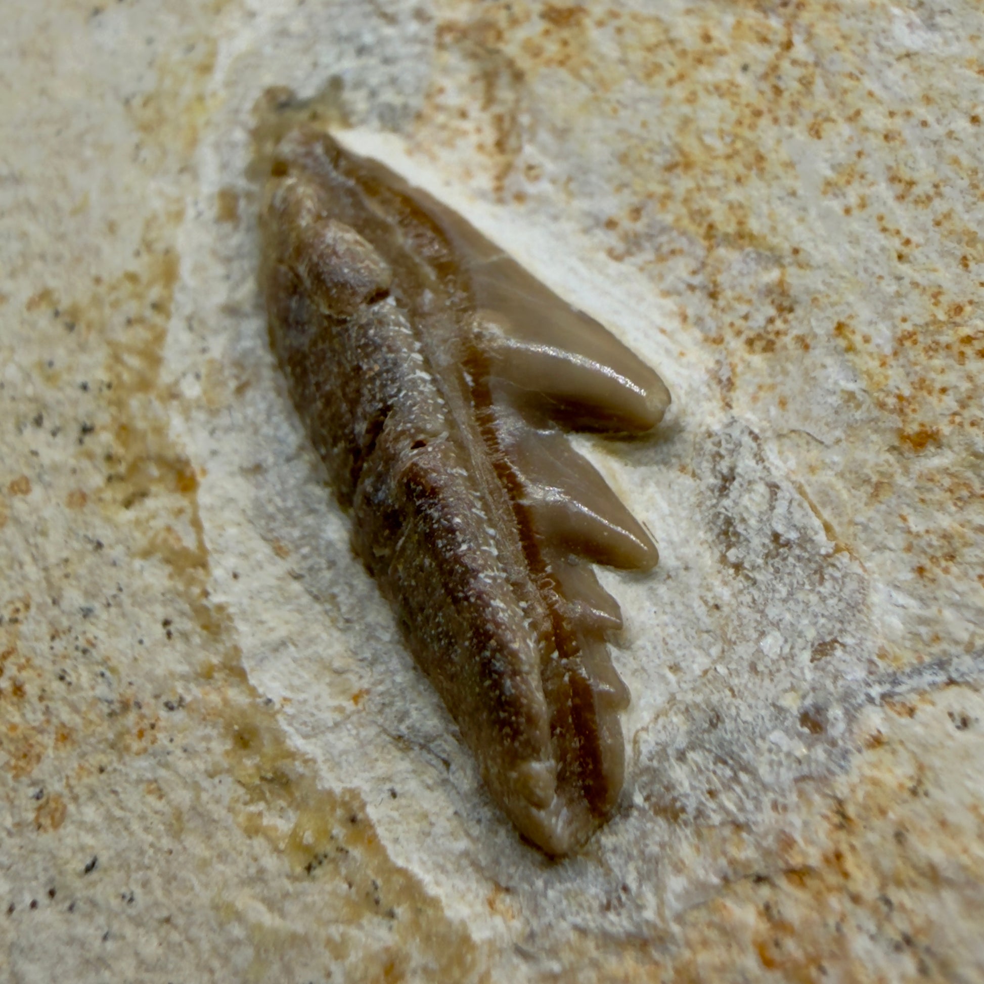 Front View Very rare, Jurassic 0.74" wide Fossil Notidanoides muensteri - Extinct Cow Shark Tooth - Germany R621 - 2