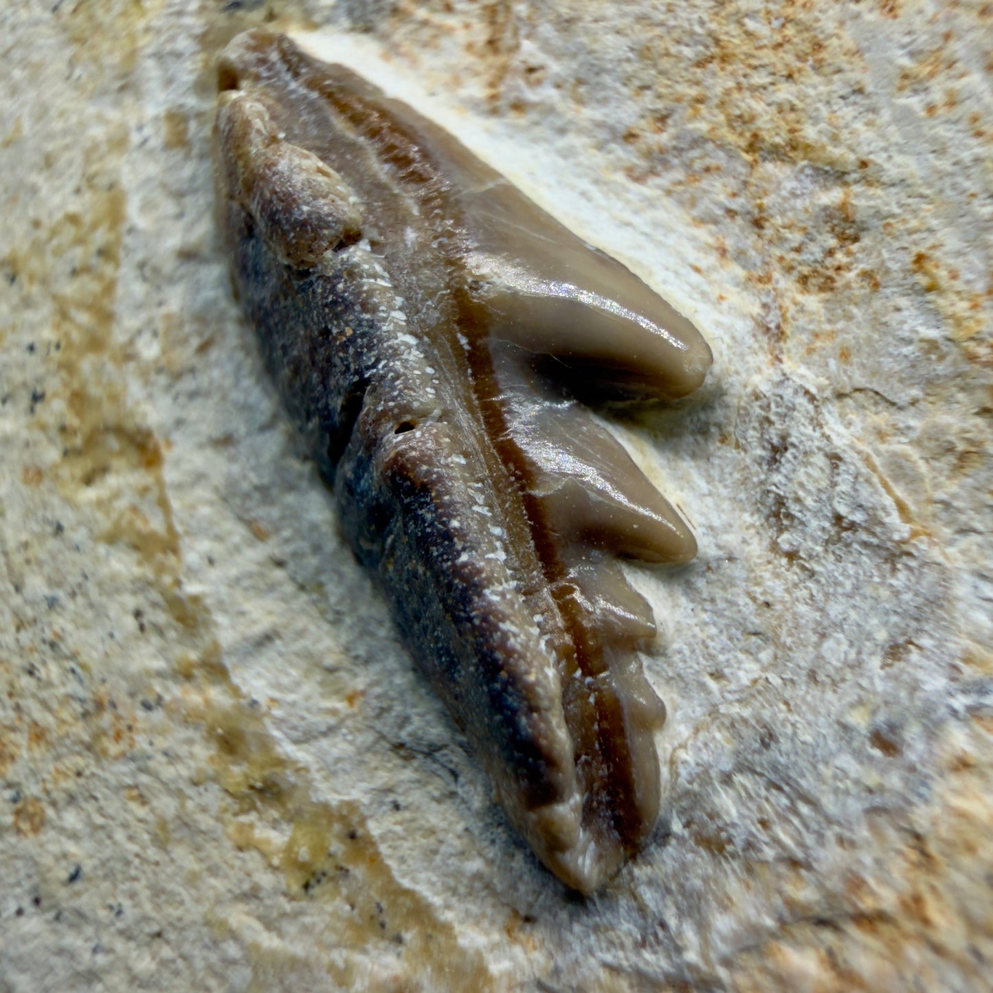 Front View Very rare, Jurassic 0.74" wide Fossil Notidanoides muensteri - Extinct Cow Shark Tooth - Germany R621 - 3