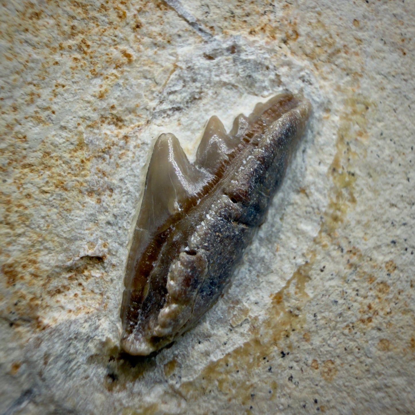Front View Very rare, Jurassic 0.74" wide Fossil Notidanoides muensteri - Extinct Cow Shark Tooth - Germany R621 - 4