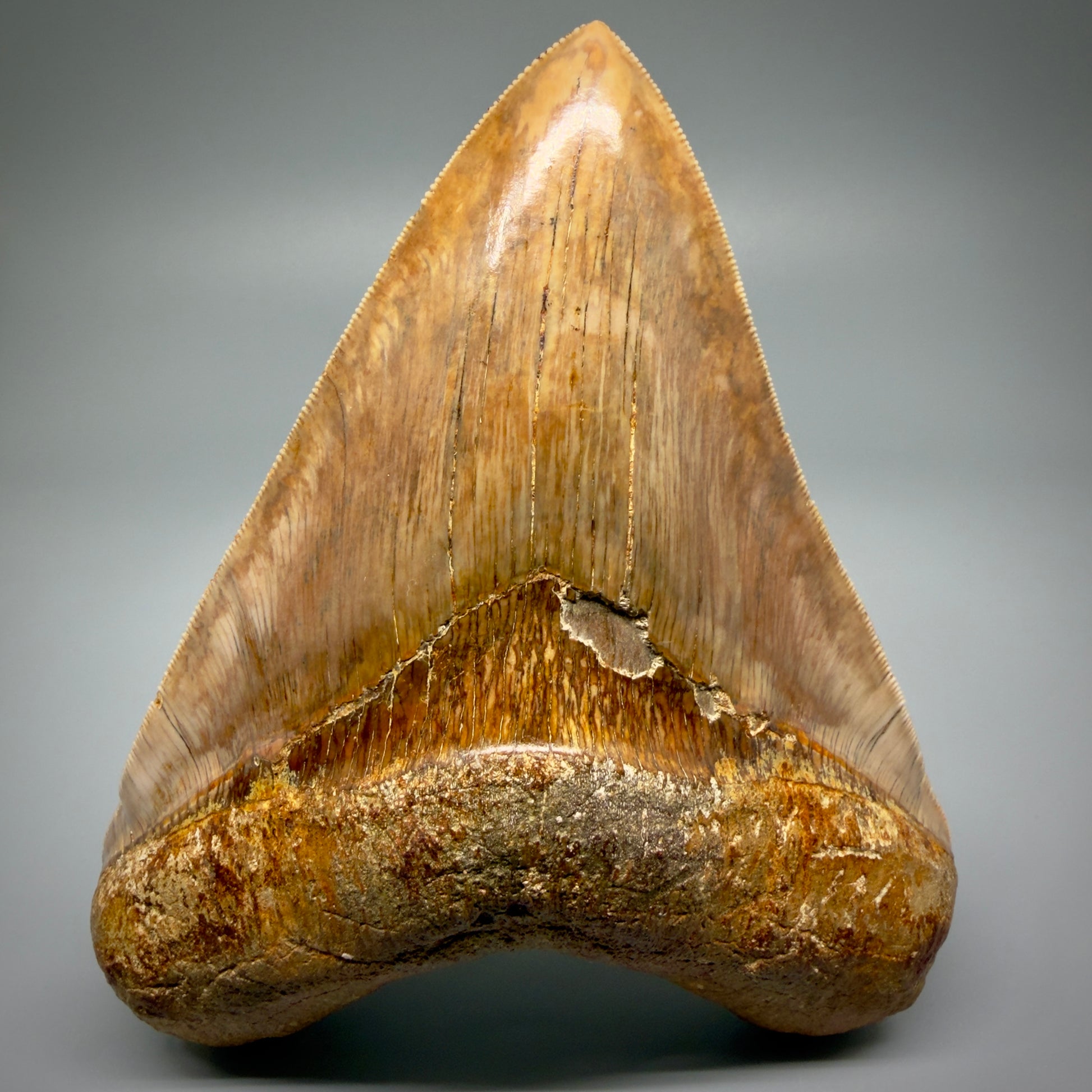Front View Authentic, Collector's quality 5.92″ Colorful Megalodon Tooth – West Java Indonesia CM5488 - 2