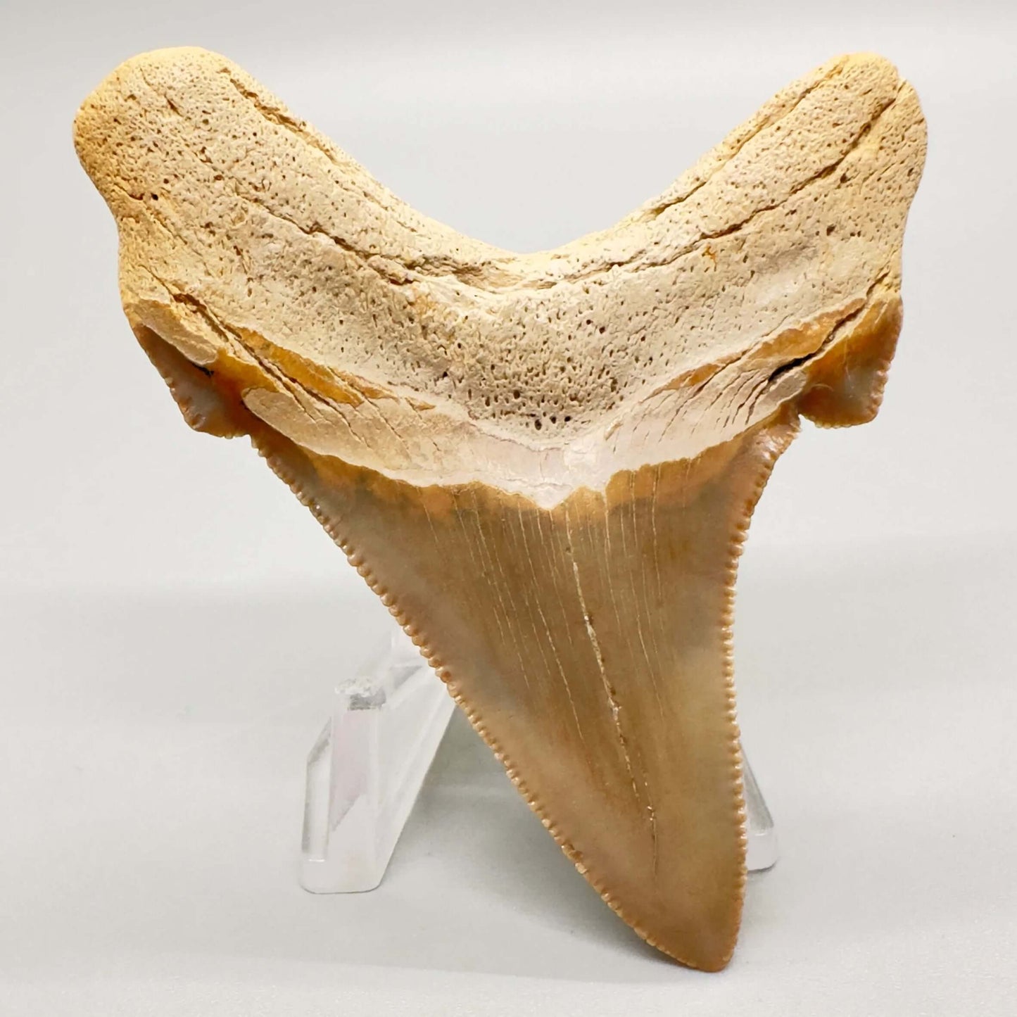 2.98 large, colorful, serrated Carcharocles angustidens shark tooth from Summerville, South Carolina AN411 back down