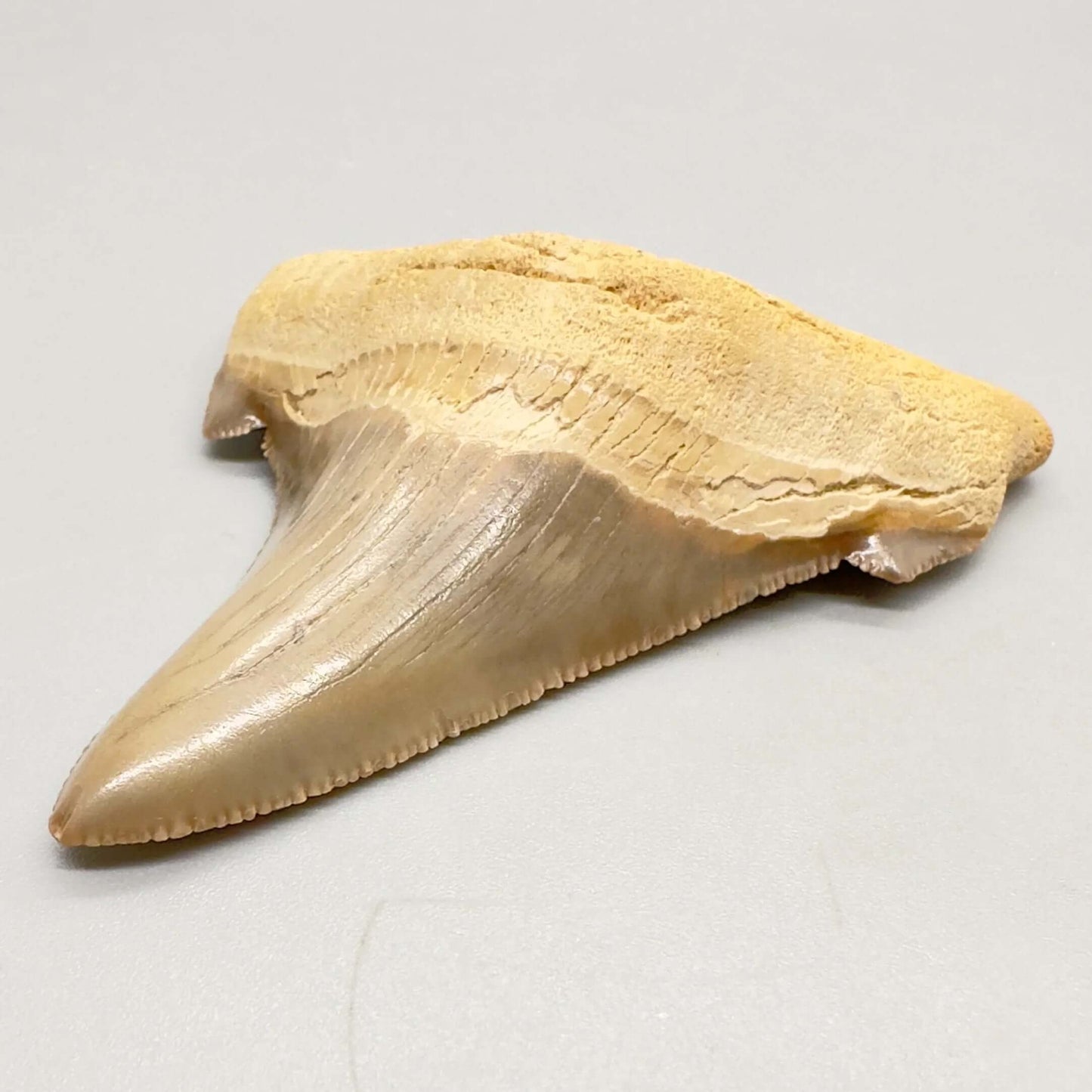 2.98 large, colorful, serrated Carcharocles angustidens shark tooth from Summerville, South Carolina AN411 front right