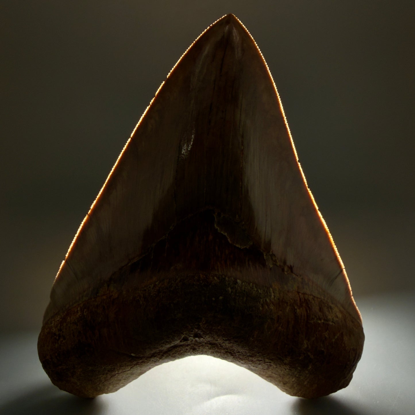 Front View Authentic, Collector's quality 5.92″ Colorful Megalodon Tooth – West Java Indonesia CM5488 - 1