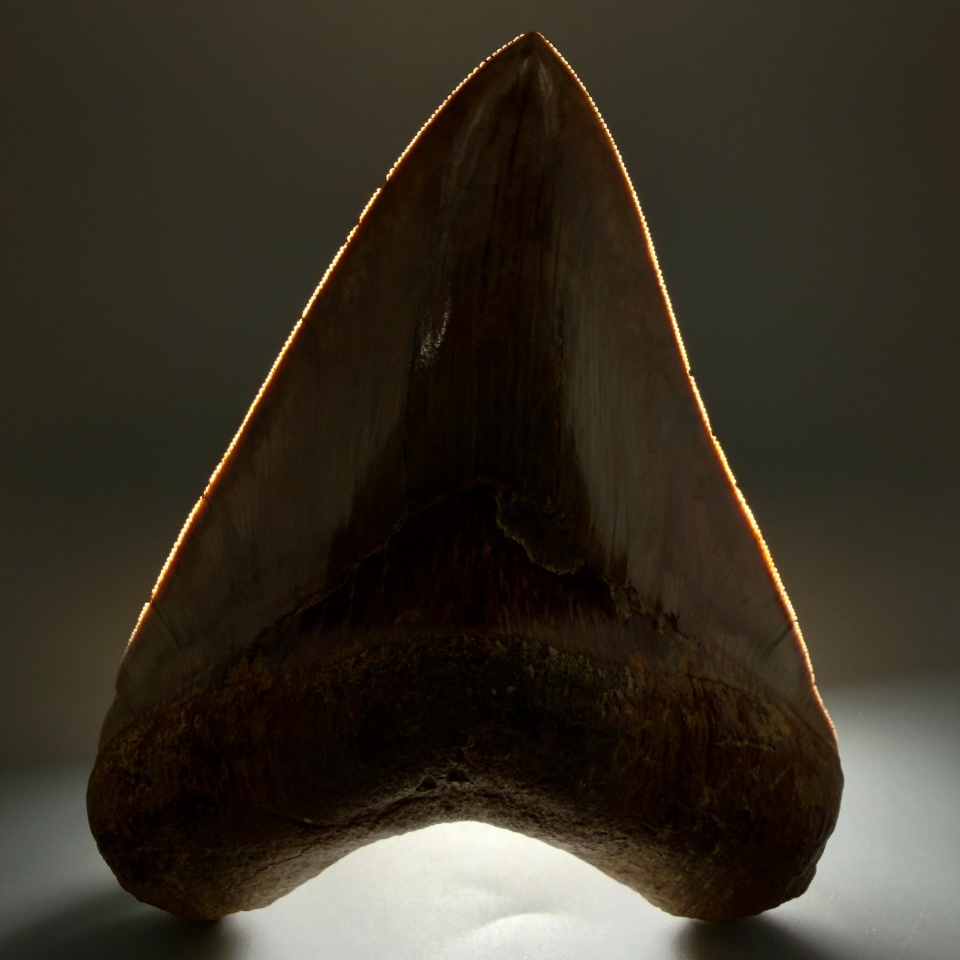 Front View Authentic, Collector's quality 5.92″ Colorful Megalodon Tooth – West Java Indonesia CM5488 - 1