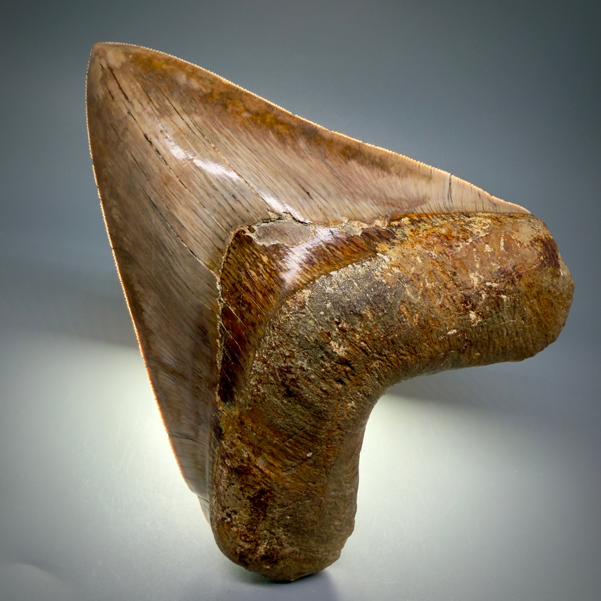 Front View Authentic, Collector's quality 5.92″ Colorful Megalodon Tooth – West Java Indonesia CM5488 - 3