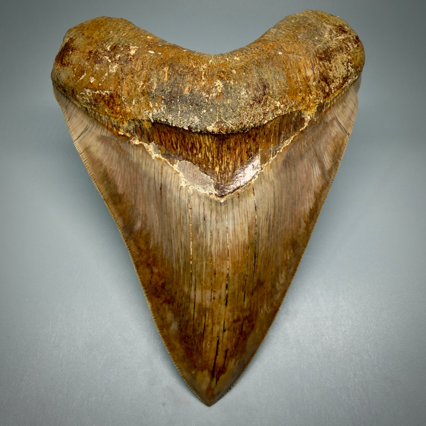 Front View Authentic, Collector's quality 5.92″ Colorful Megalodon Tooth – West Java Indonesia CM5488 - 4