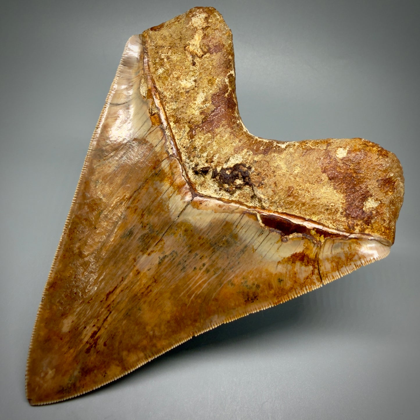 Back Right View Authentic, Collector's quality 5.92″ Colorful Megalodon Tooth – West Java Indonesia CM5488