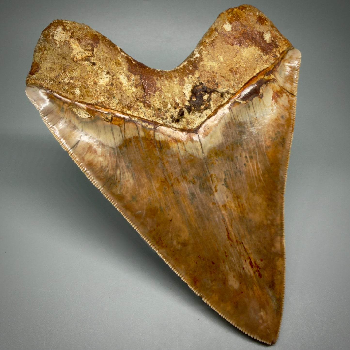 Back Left View Authentic, Collector's quality 5.92″ Colorful Megalodon Tooth – West Java Indonesia CM5488