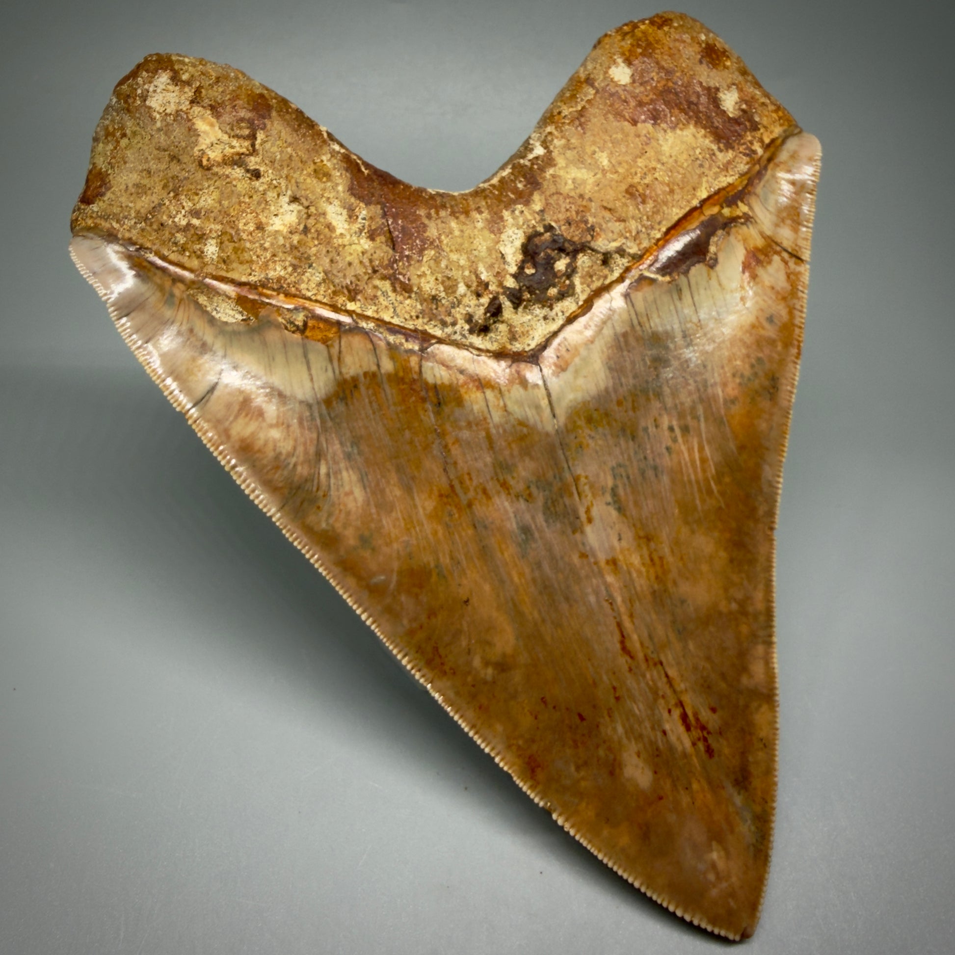 Back Left View Authentic, Collector's quality 5.92″ Colorful Megalodon Tooth – West Java Indonesia CM5488