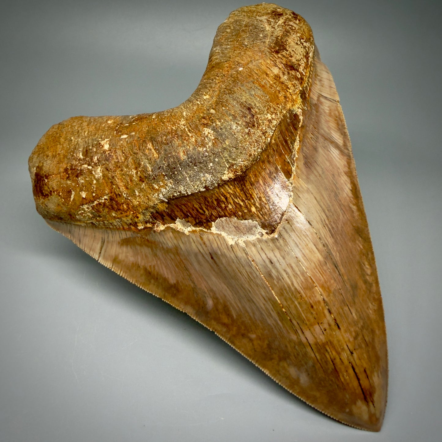 Front Left View Authentic, Collector's quality 5.92″ Colorful Megalodon Tooth – West Java Indonesia CM5488 