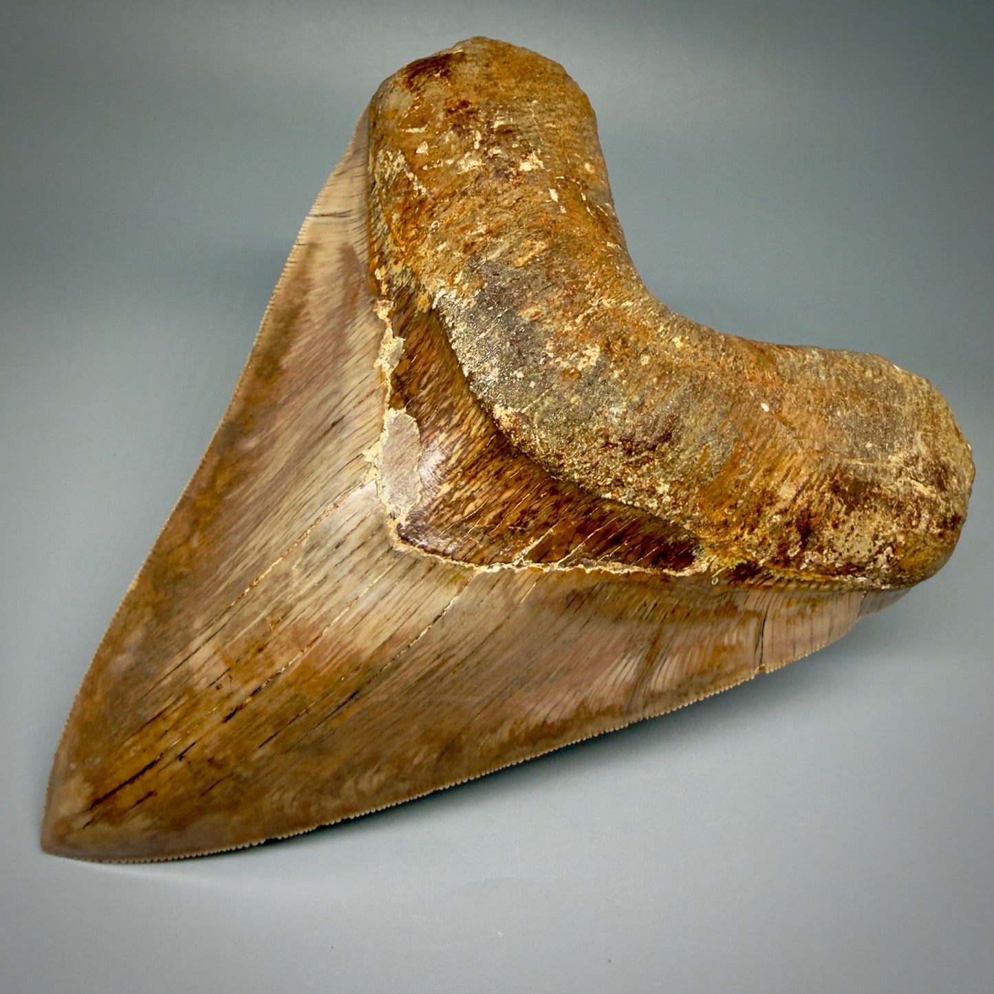 Front Right View Authentic, Collector's quality 5.92″ Colorful Megalodon Tooth – West Java Indonesia CM5488