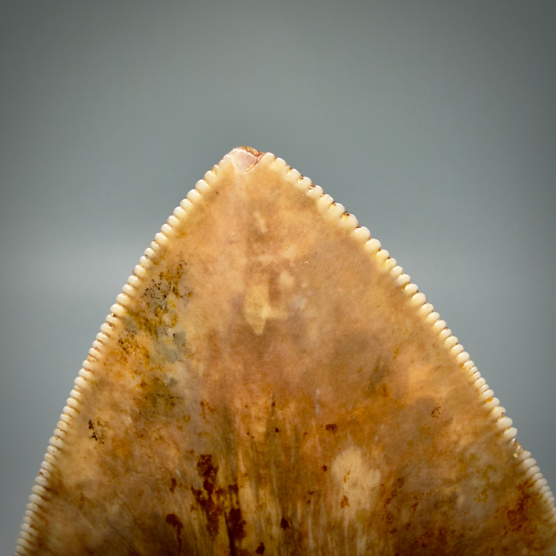 Tip Detail Authentic, Collector's quality 5.92″ Colorful Megalodon Tooth – West Java Indonesia