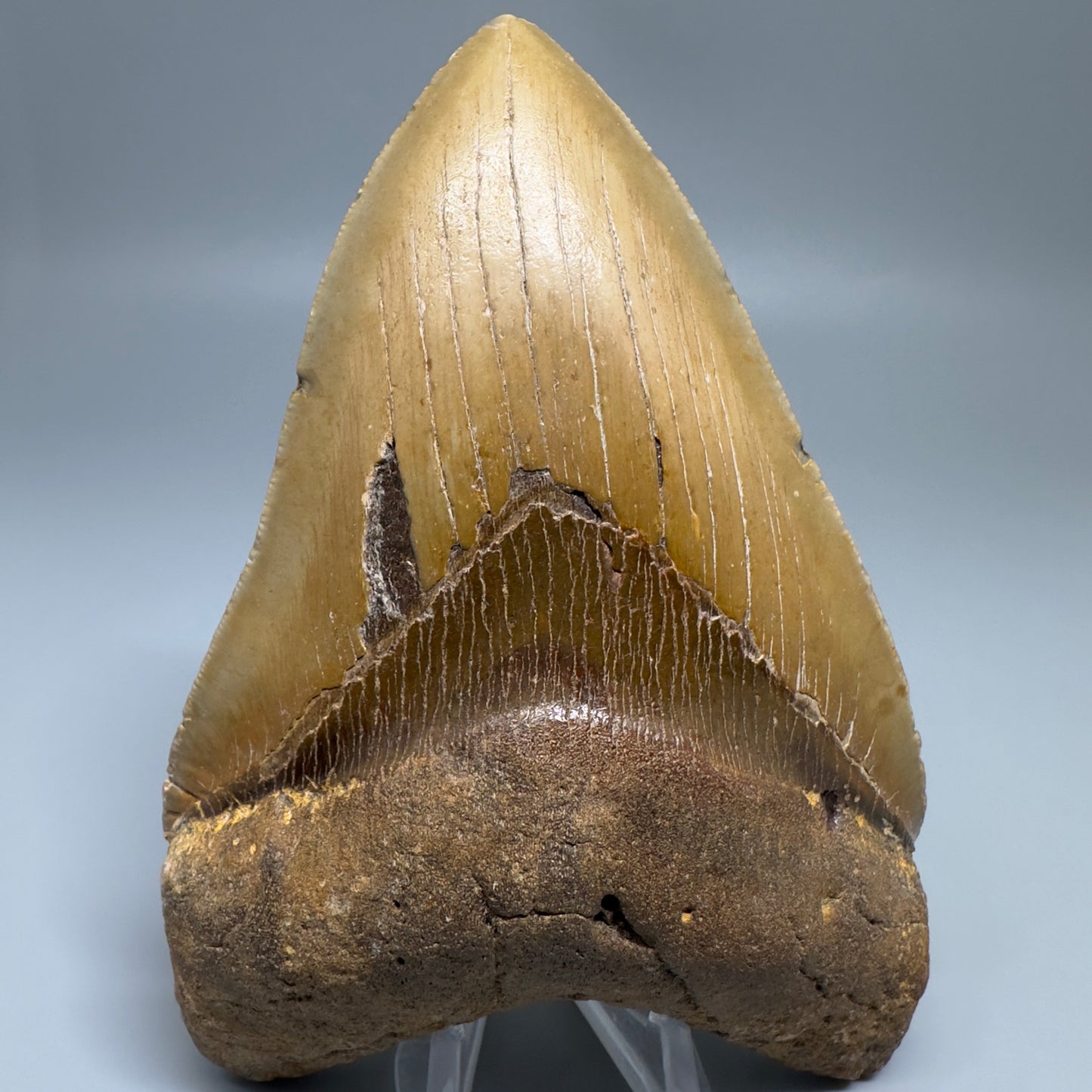 Colorful, serrated 5.30" Fossil Megalodon Tooth - Wilmington North Carolina CM5204 - Front